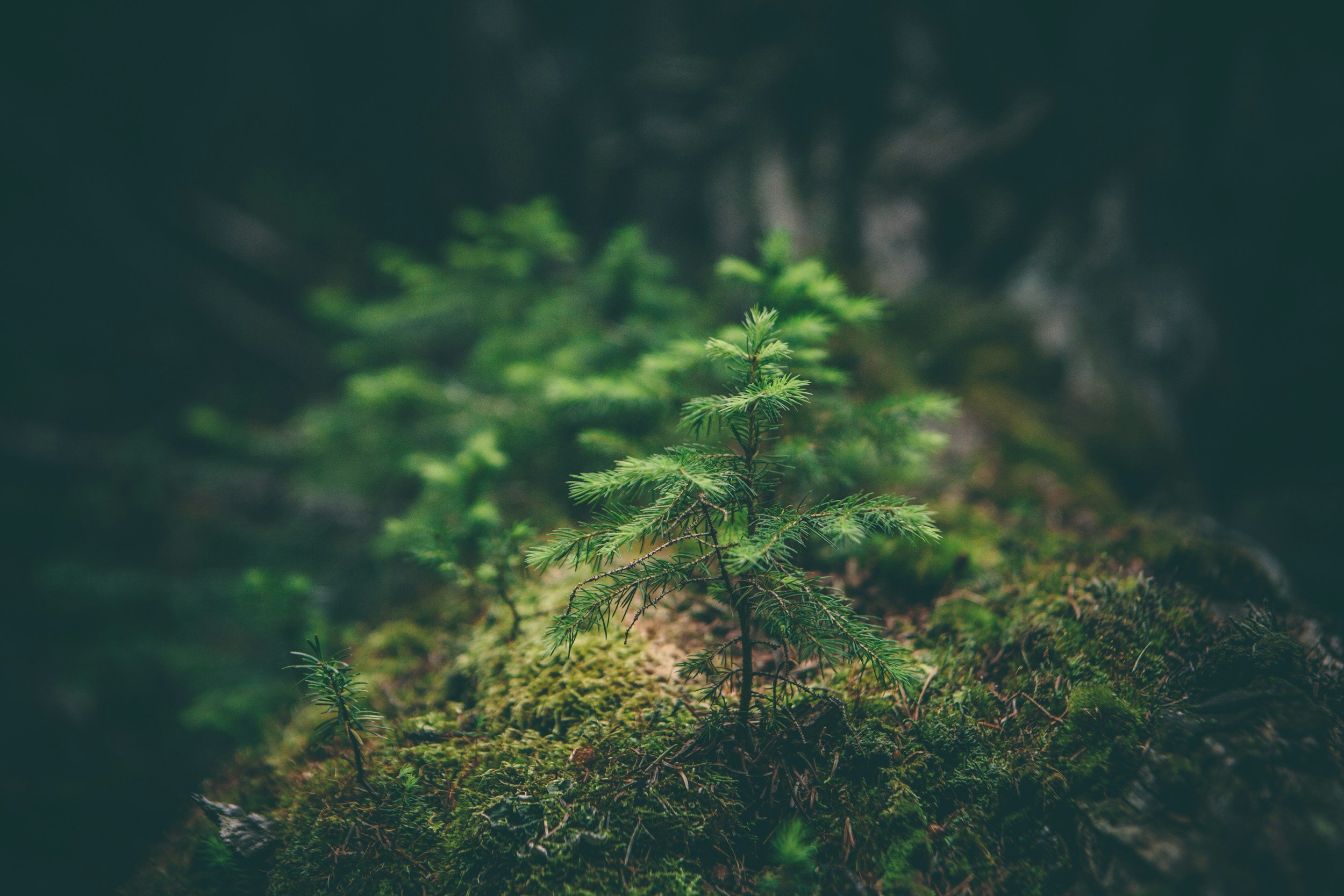 Growing in Christ