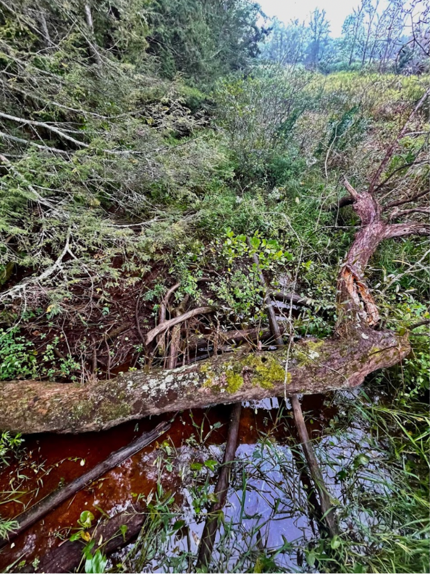 Alder Swamp