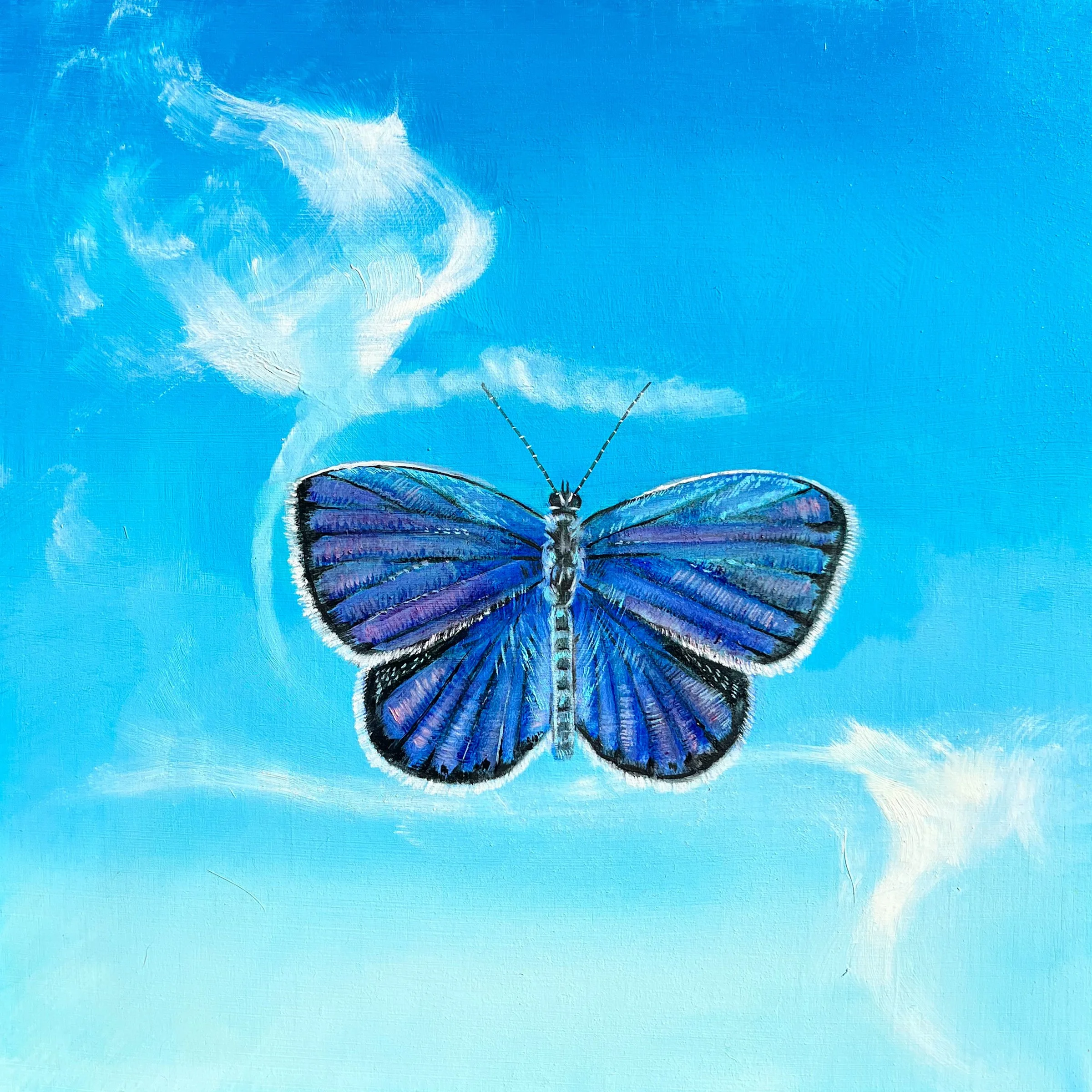 Eastern Tailed Blue | 2026 | Oil on Panel | 10"x10"