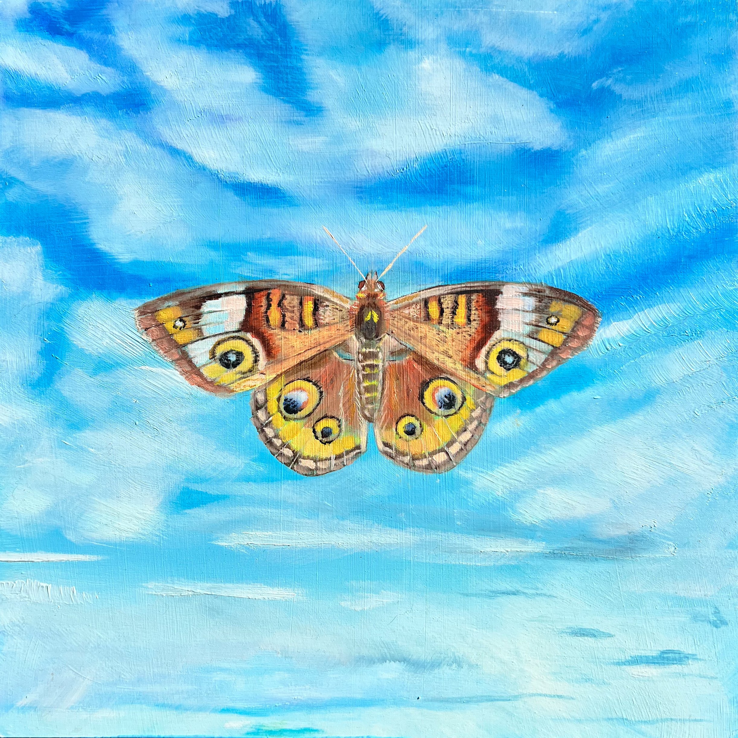 Common Buckeye| 2026 | Oil on Panel | 10"x10"