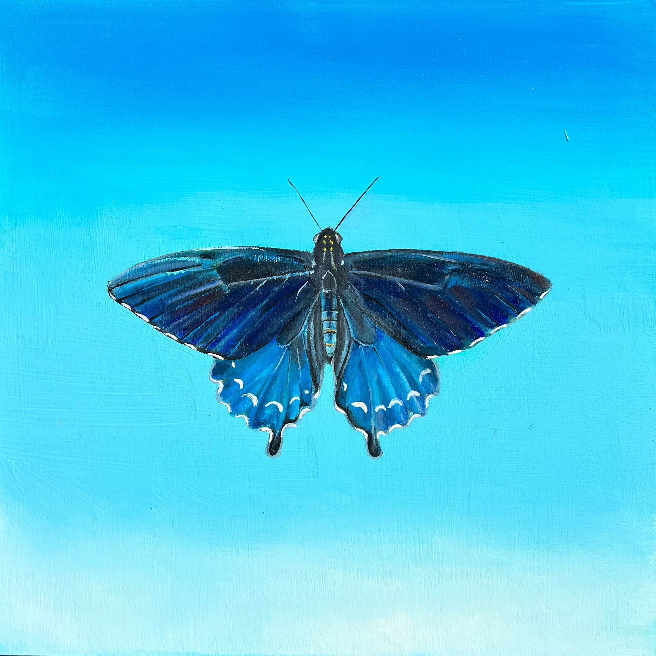 Spicebush Swallowtail | 2026 | Oil on Panel | 10"x10"