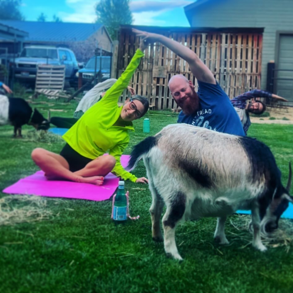 Offering backyard goat therapy since 2017 ❤️ 

#boisegoatyoga