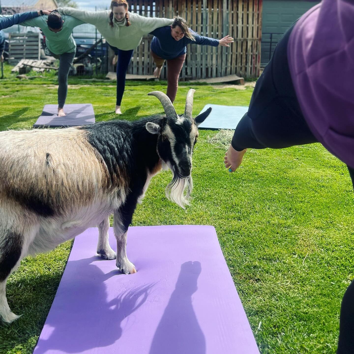 Today&rsquo;s official Season Opener was full of bright shiny energy! Thank you for joining us! 😎 

#boisegoatyoga