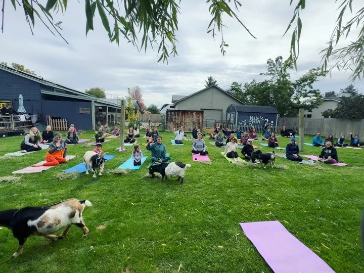 It&rsquo;s hard to describe the emotions of sentimental gratitude I&rsquo;ve experienced over the last few weeks. NINE seasons of doing goat yoga in my backyard has given me the most uplifting opportunity to meet and move with some of the kindest and