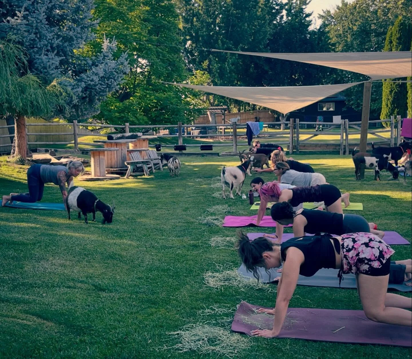 Who&rsquo;s ready to do some yoga with goats?!! We&rsquo;re prepping for our 10th Season at Boise Goat Yoga &mdash; bespoke yet rowdy, gentle yet exhilarating, and as always&hellip; FUN!! 🐐 🧘 💗 Our 2026 season begins on May 9 with our Bubbles &amp