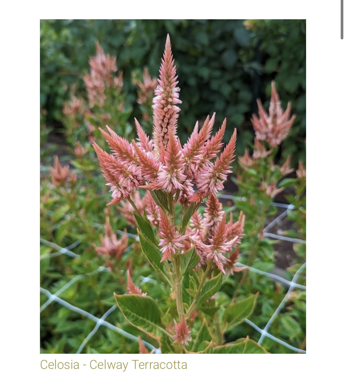 Plume Celosia Cut Flower Starter Pack (PREORDER)