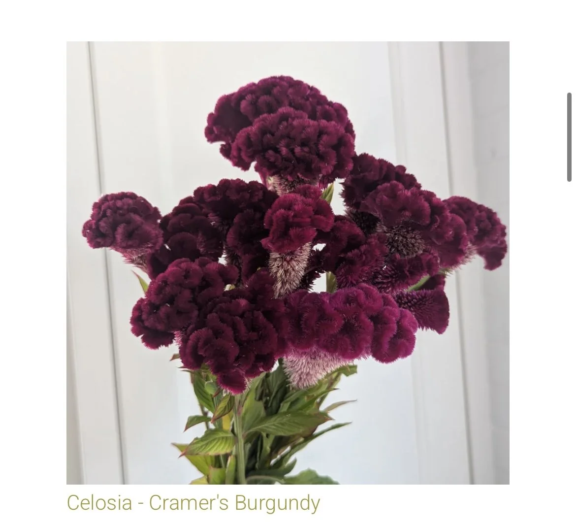 Cox Comb Celosia Cut Flower Starter Pack (PRE-ORDER)