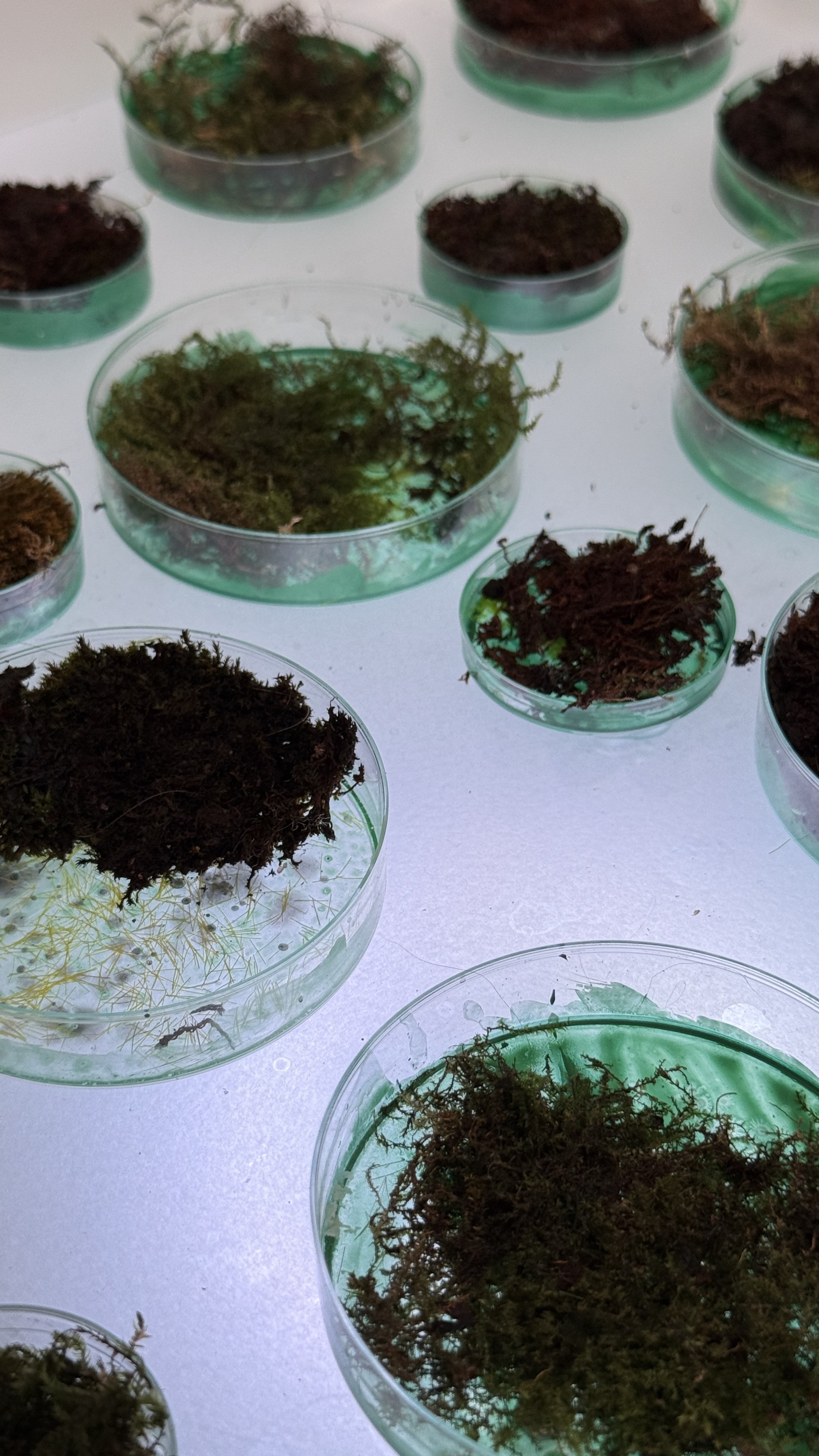 moss-dishes_closeup_IMG_9294.JPG