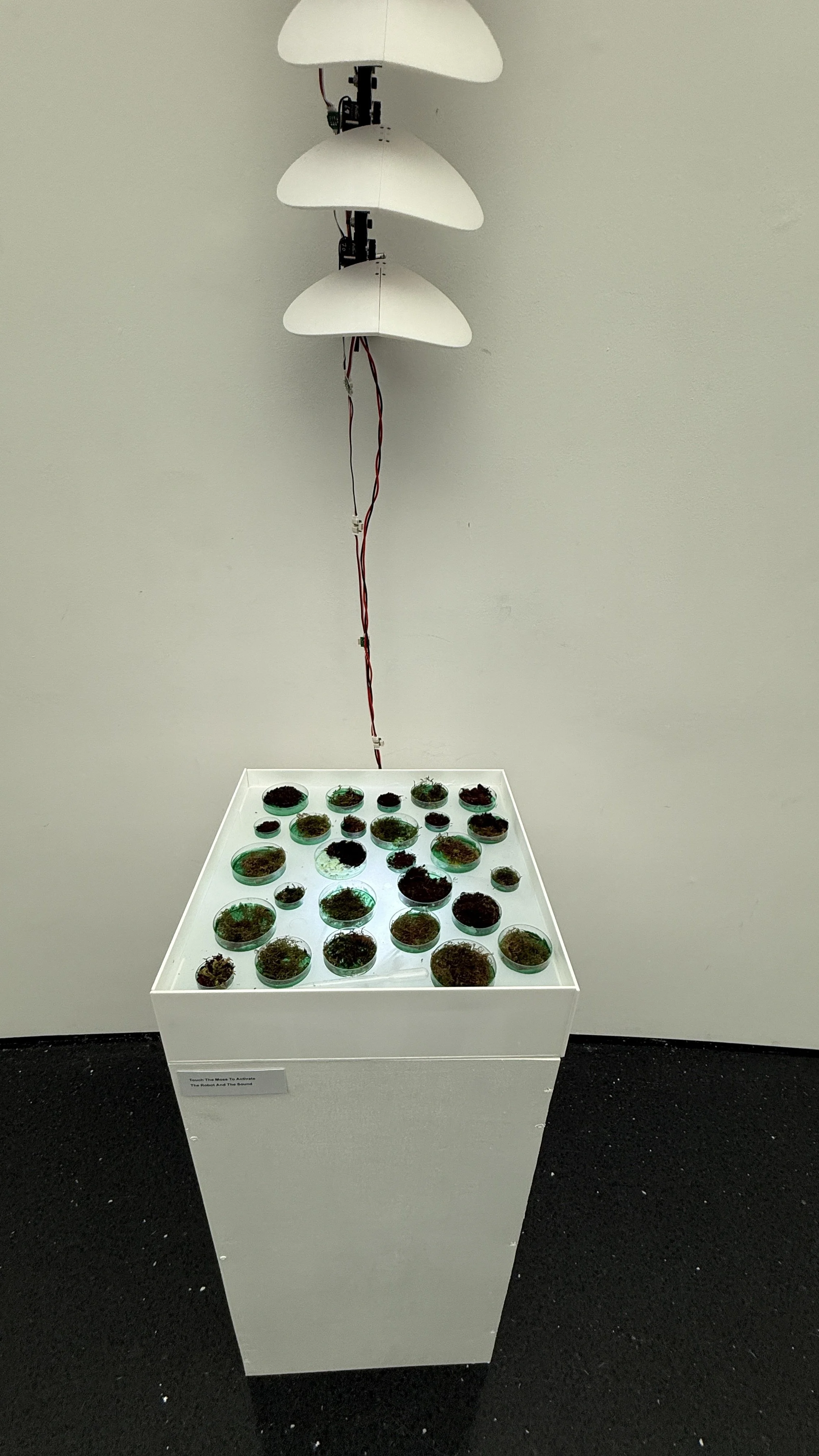 moss-plinth_with-spine-base_IMG_9339.JPG
