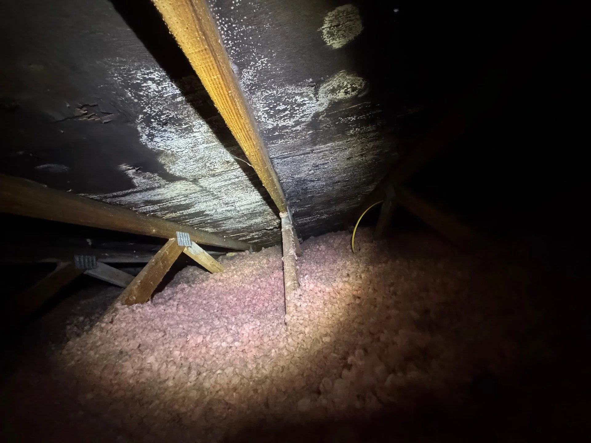 What Does Mold in Your Attic Look Like? 