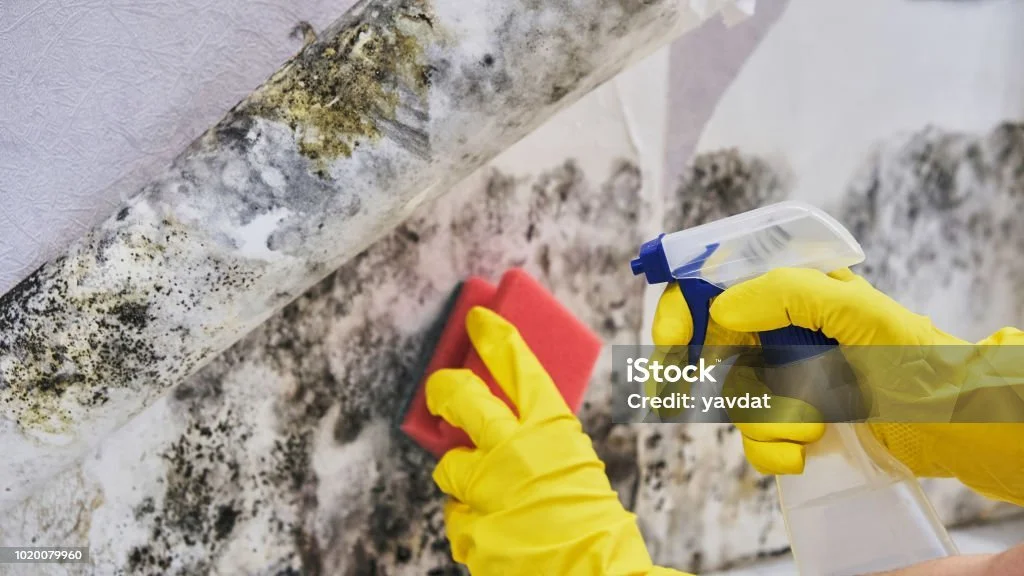 Person wearing yellow gloves cleans moldy wall with a red sponge—Mold remediation services in Vancouver can help remove black mold stains.