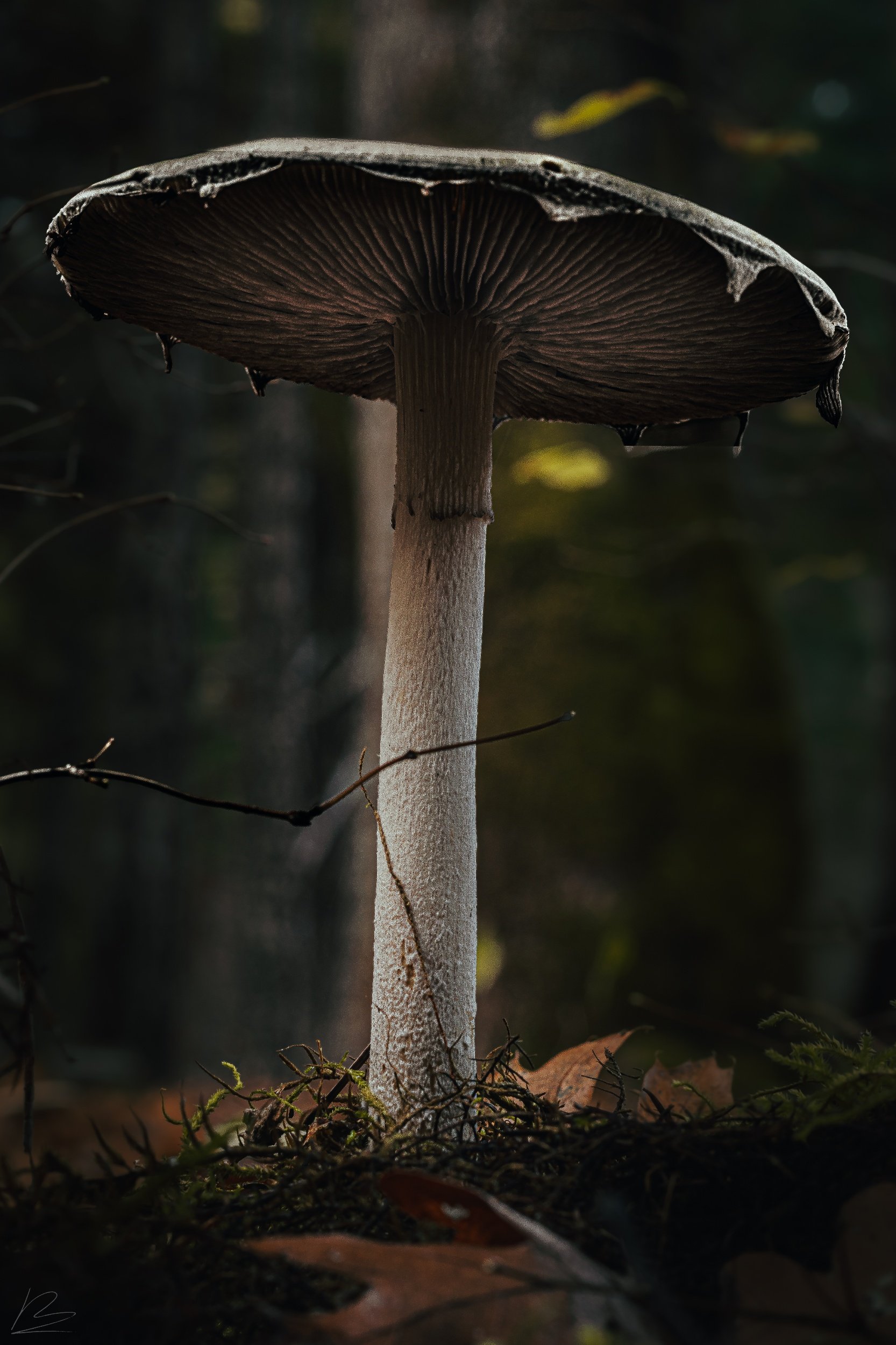 Tall Mushroom