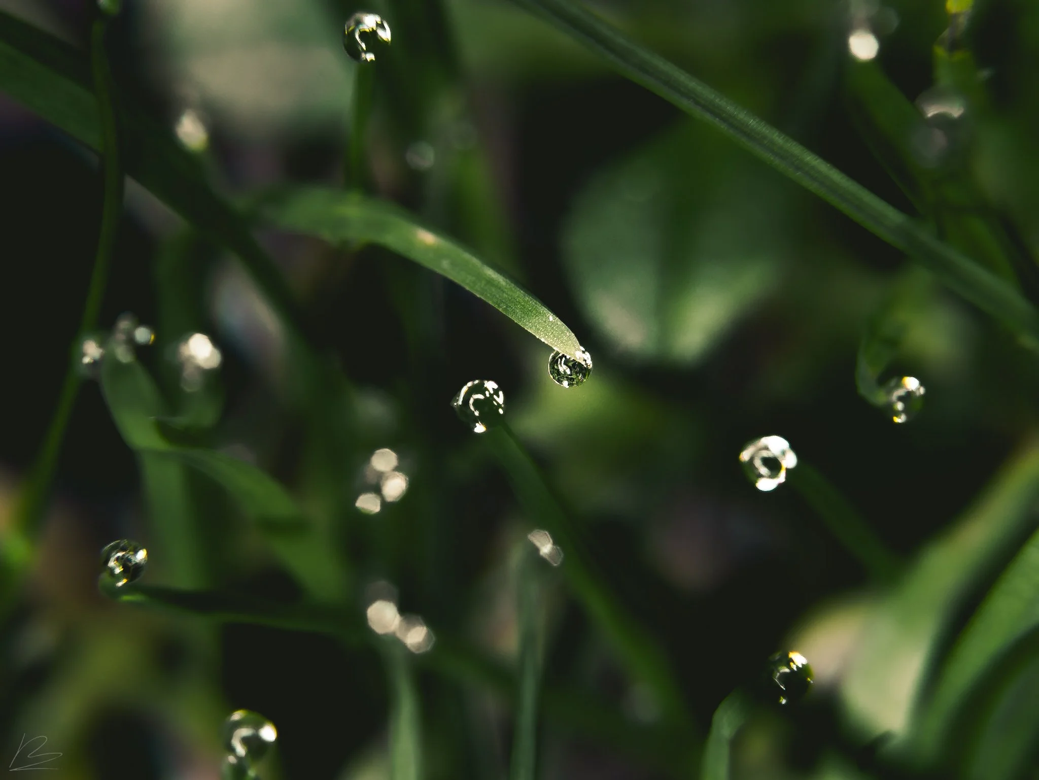 Dewdrops