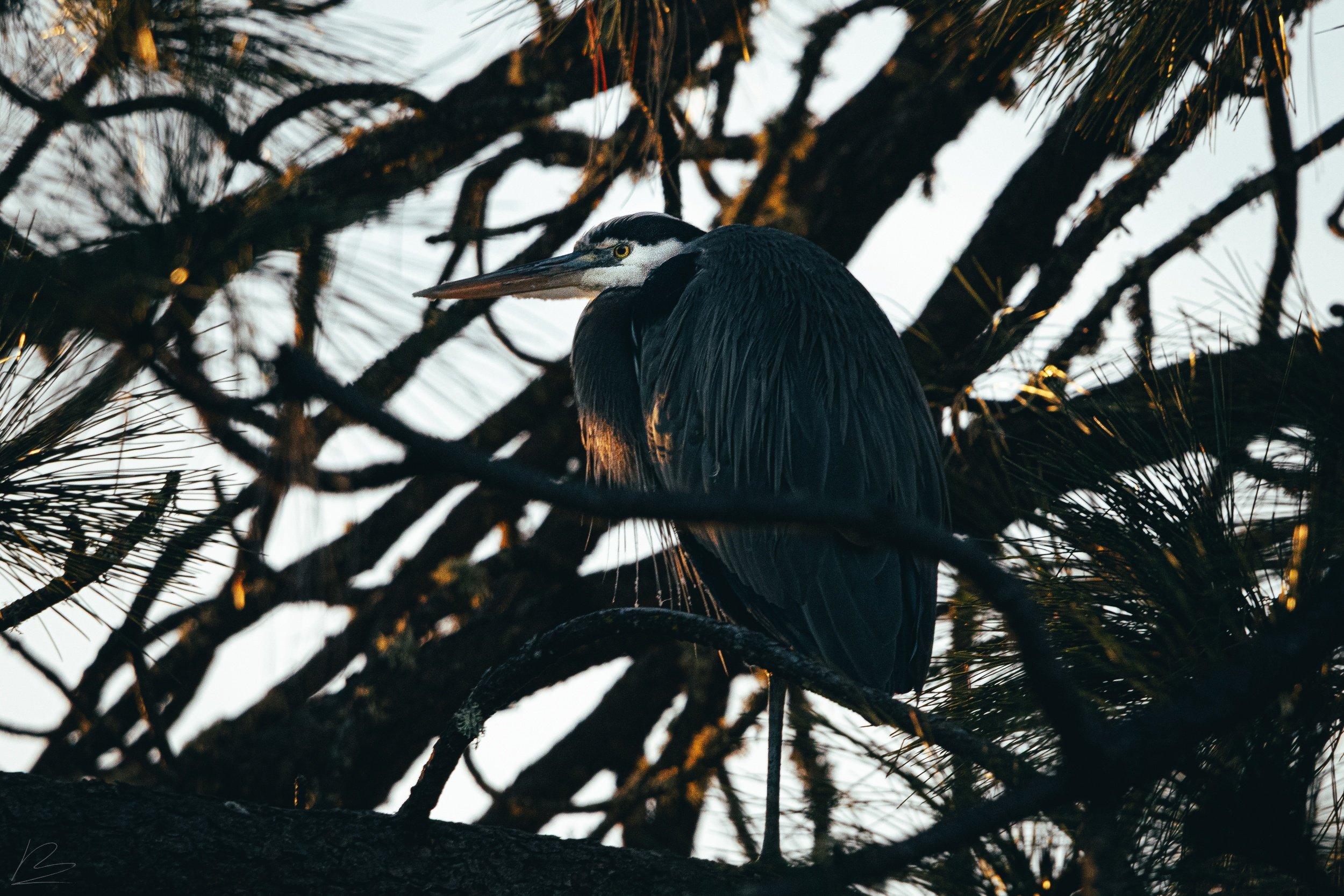 Blue Heron