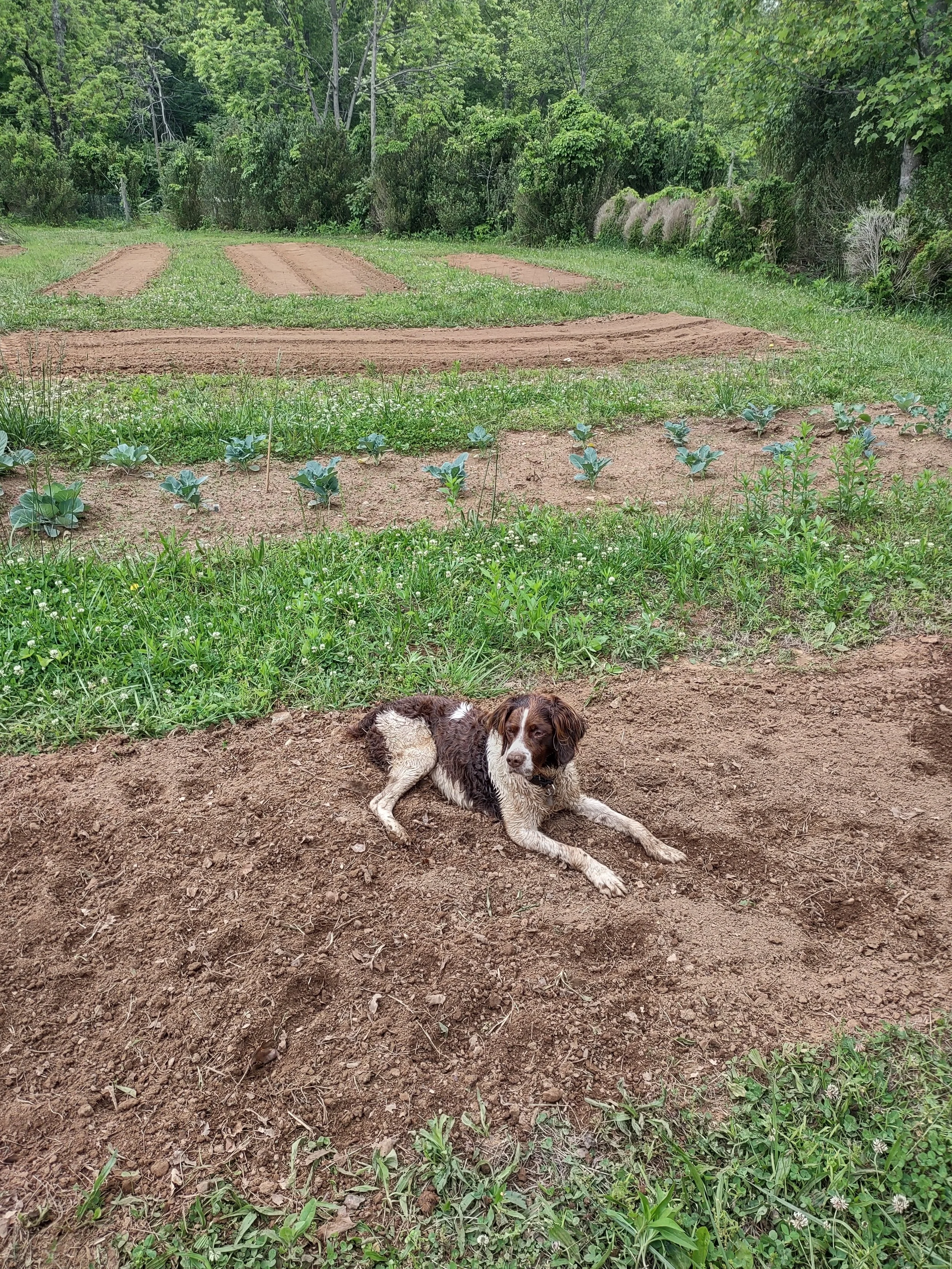 Waiting for my garden to grow.
