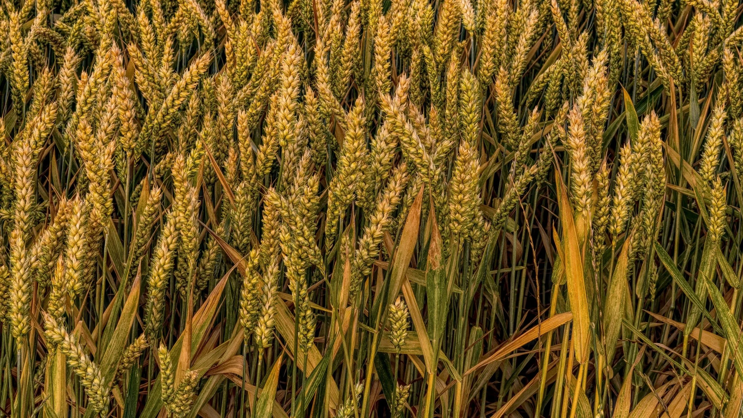 heritage wheat.jpg