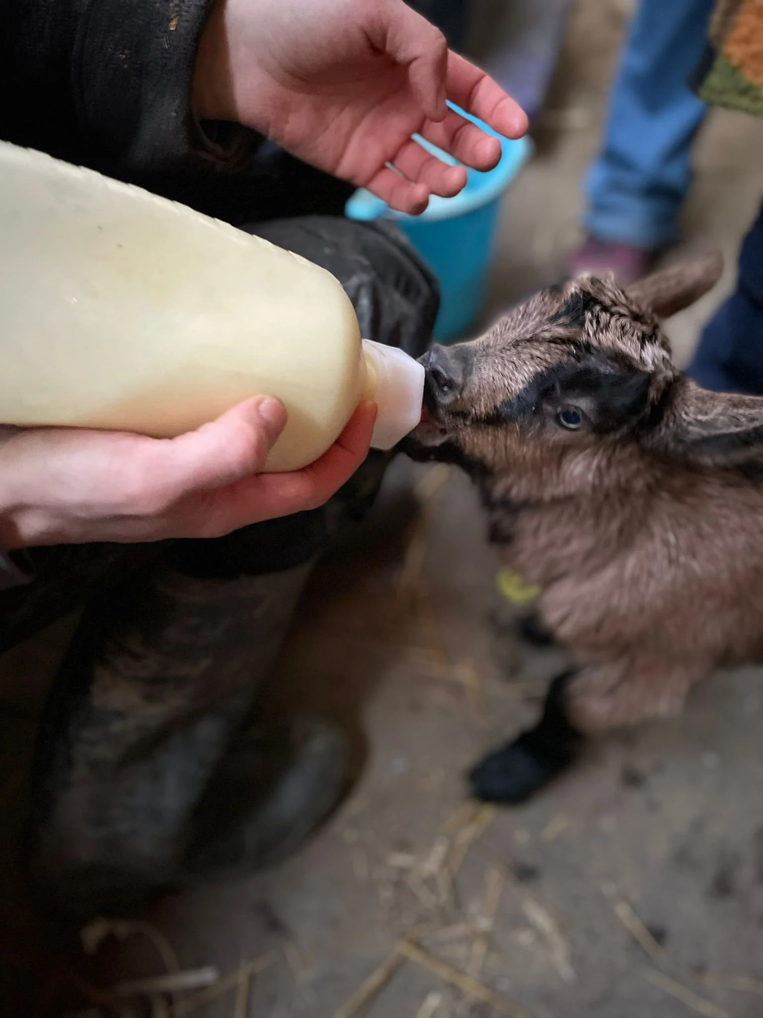 allattamento capretto.jpeg