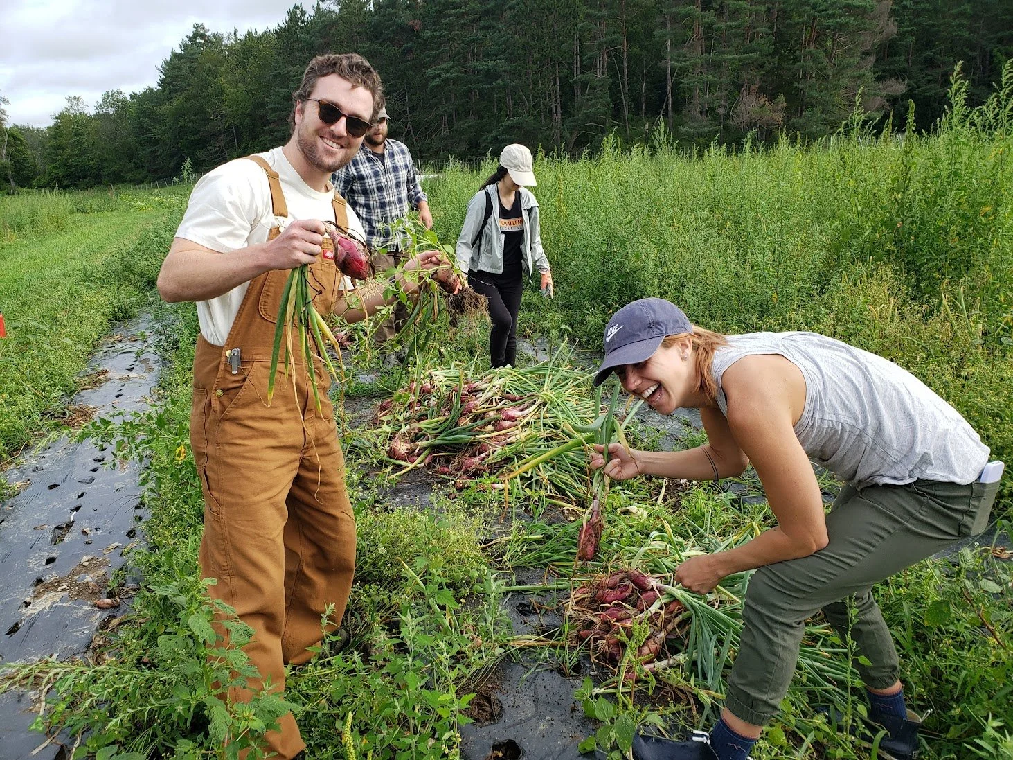 Spring onion pulling at Hawthorne valley.jpg