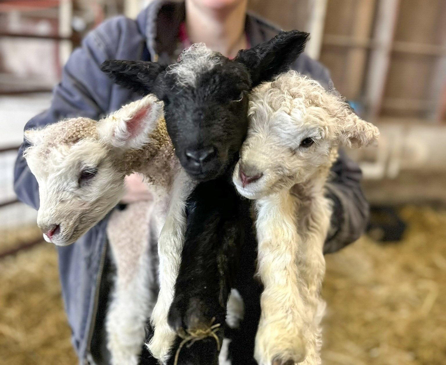 three-lambs.jpg