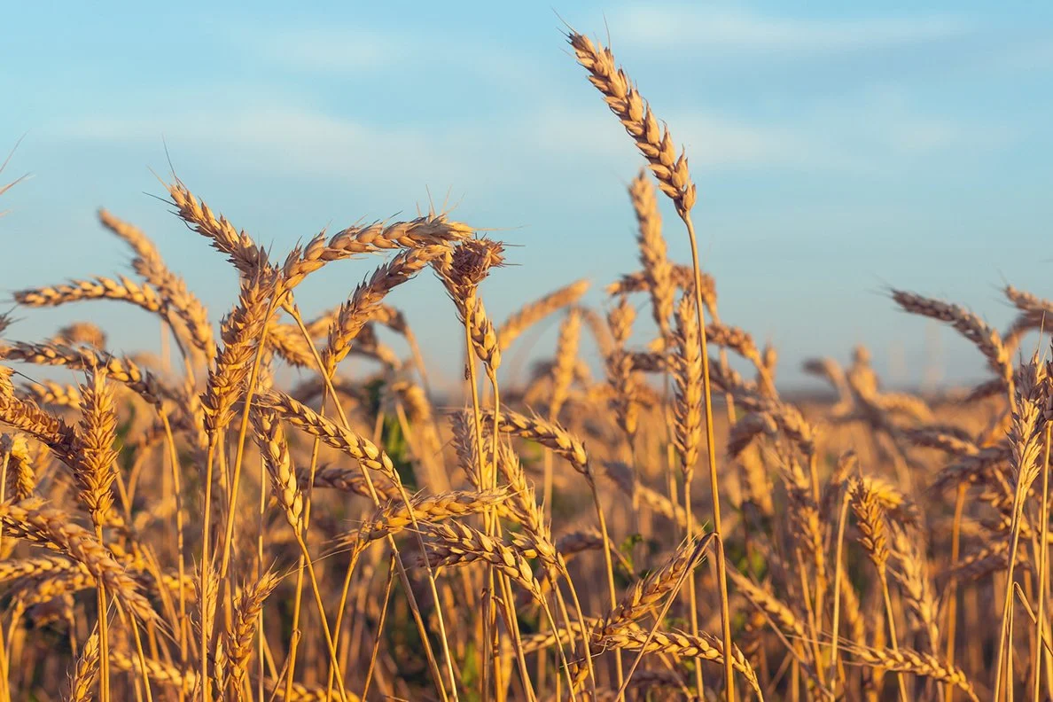 Farmer Talk: Rebuilding Our Local Grain Economy