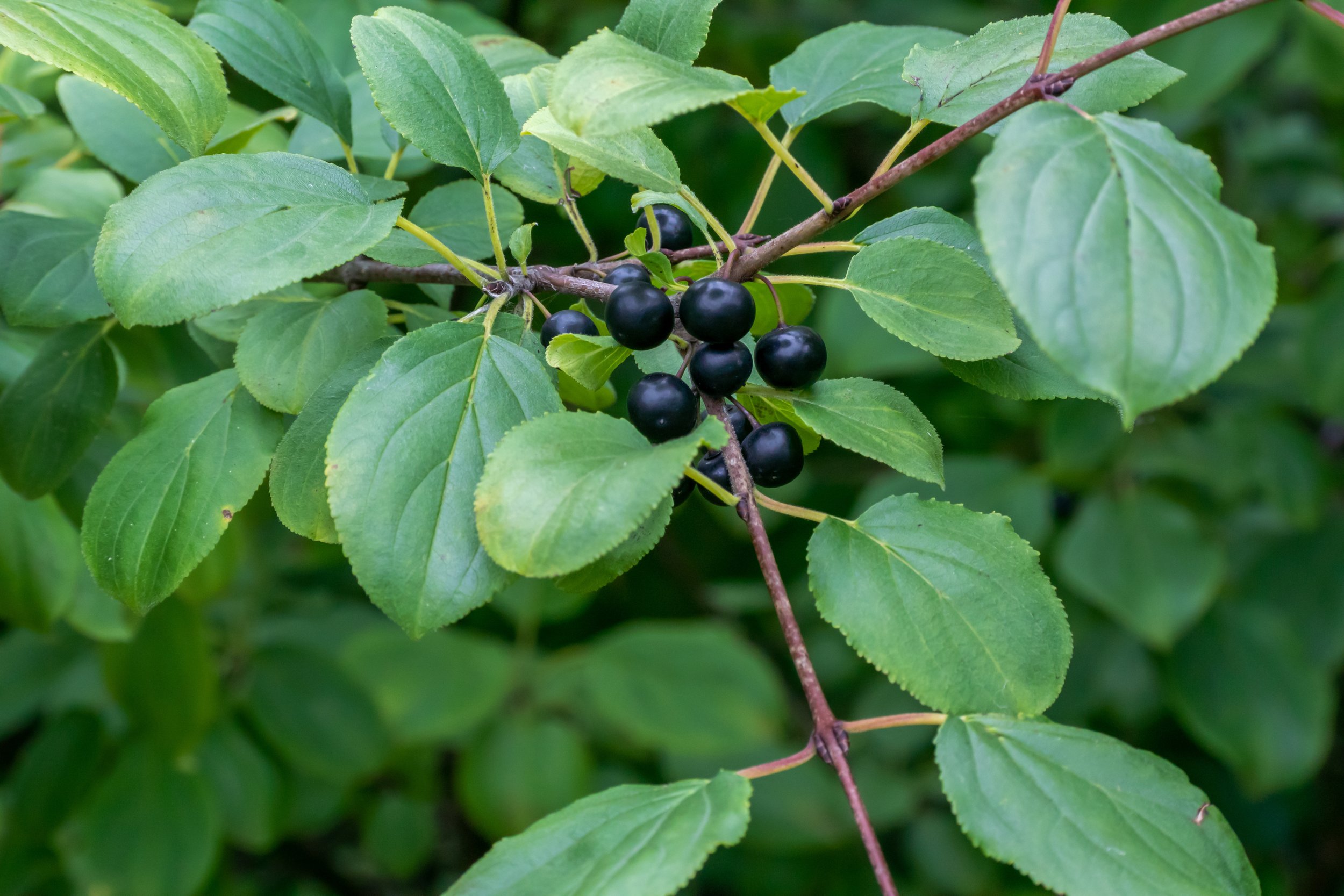 Common Buckthorn (Rhamnus cathartica)