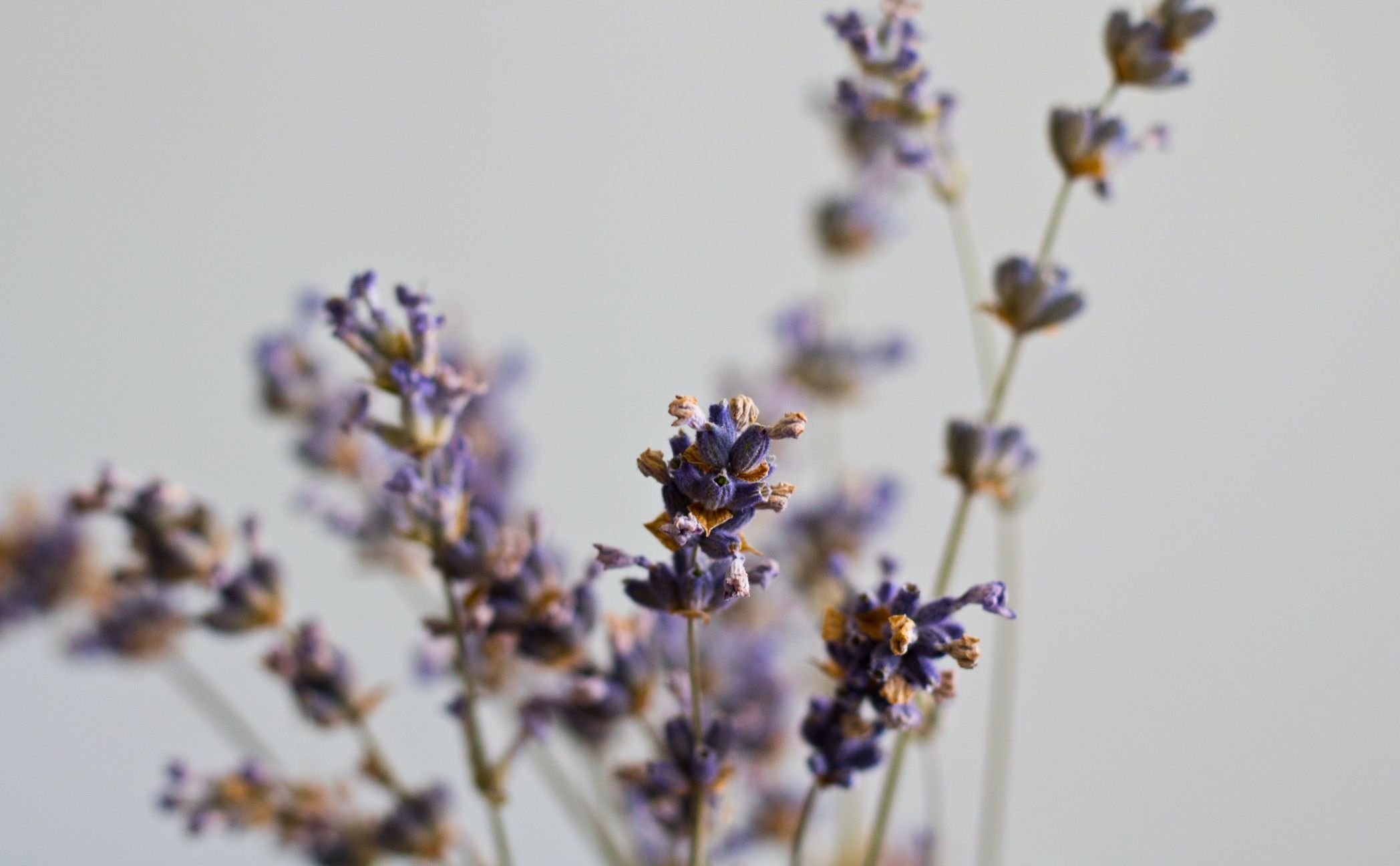 purple flower springs stand against a white background