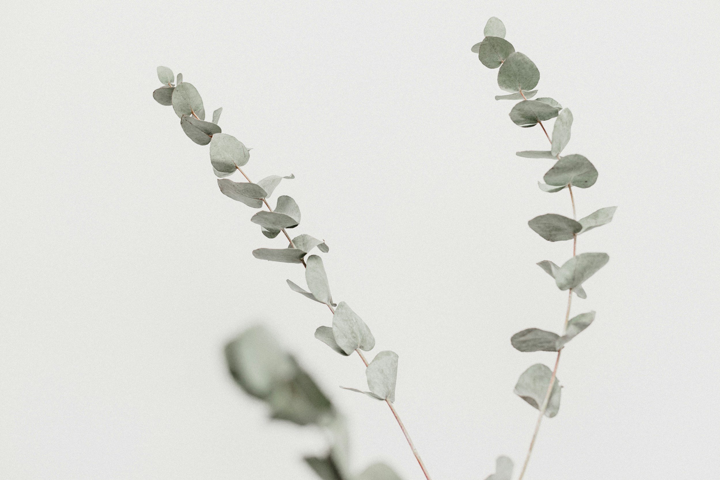 Minimalist image of eucalyptus branches with green leaves against a light background. Therapy for OCD and PTSD in CA and FL.