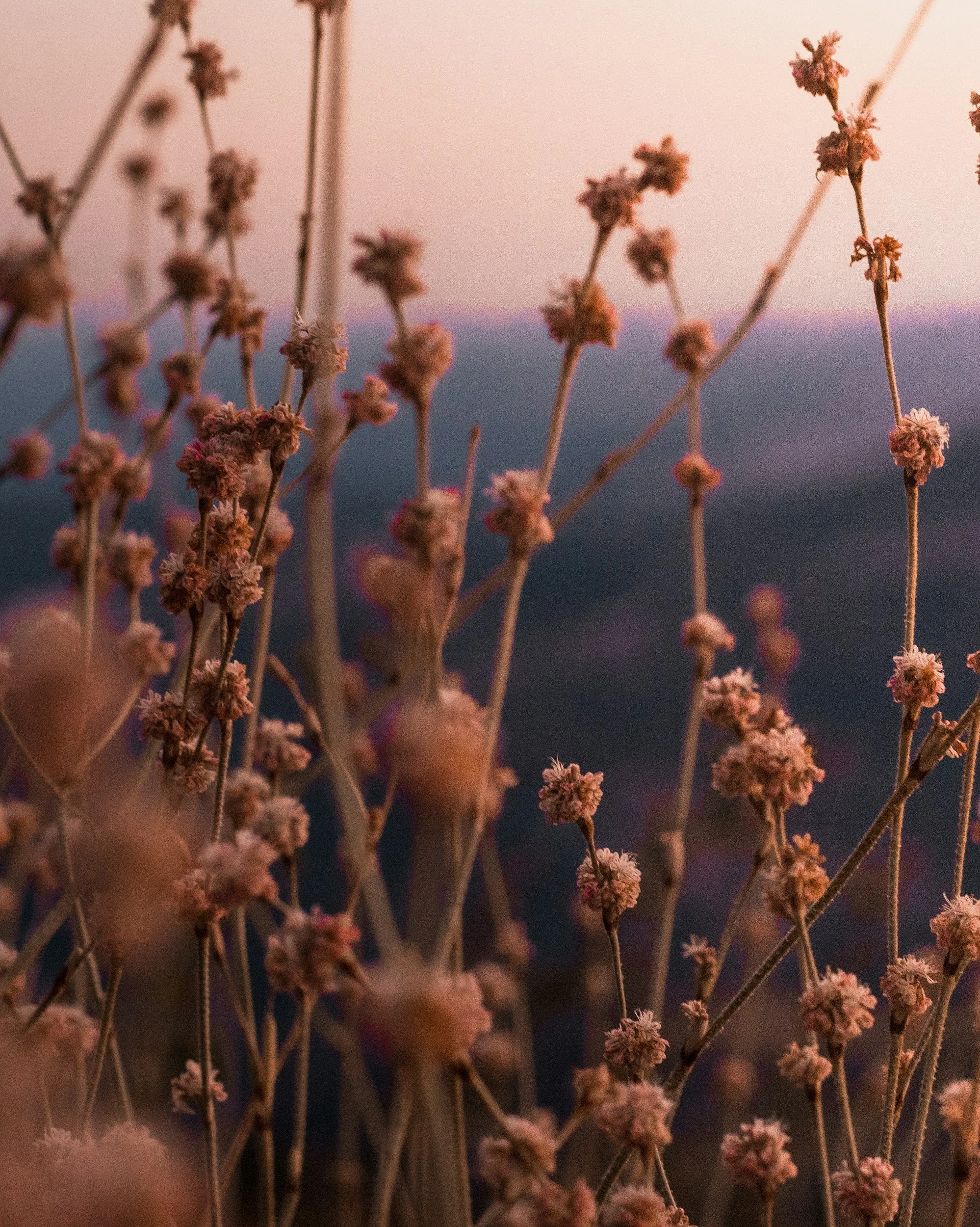 Close-up of dry, small pink flowers on thin stems, with a blurred background of a sunset sky.