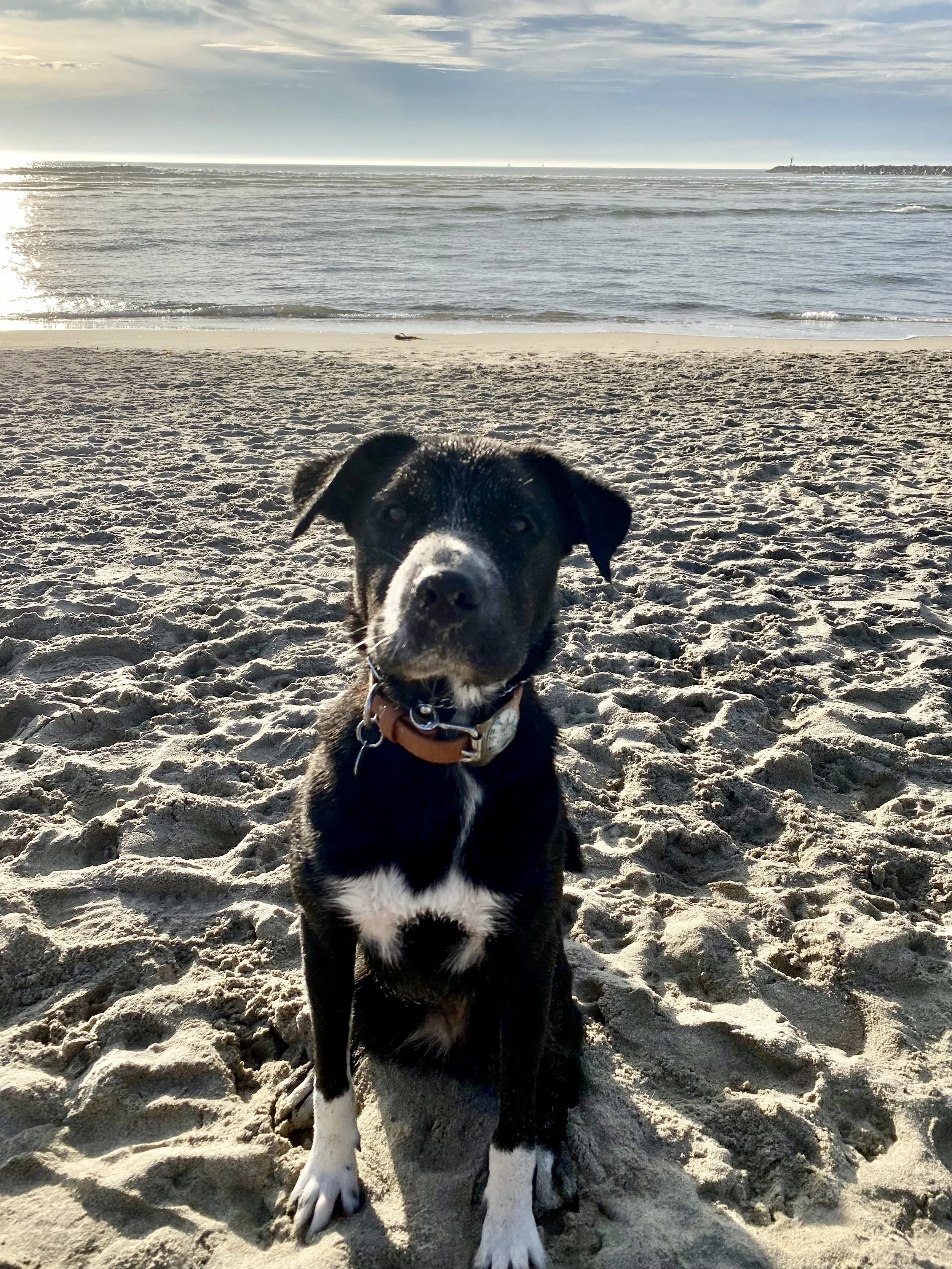 A black and white dog with floppy ears sitting on sandy beach near the ocean with waves and a lighthouse in the distance during sunset or sunrise.