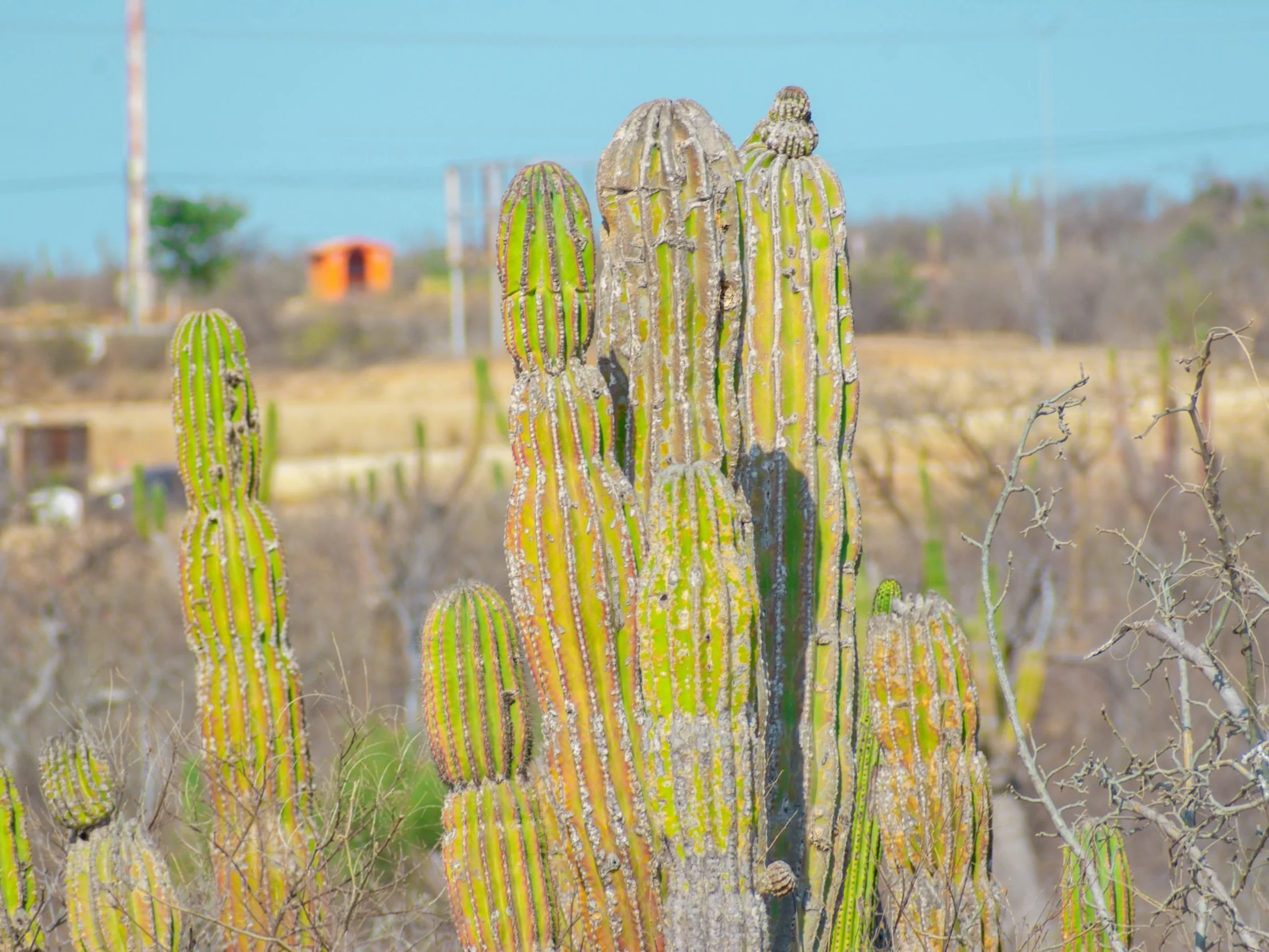 DSC_6493.jpg