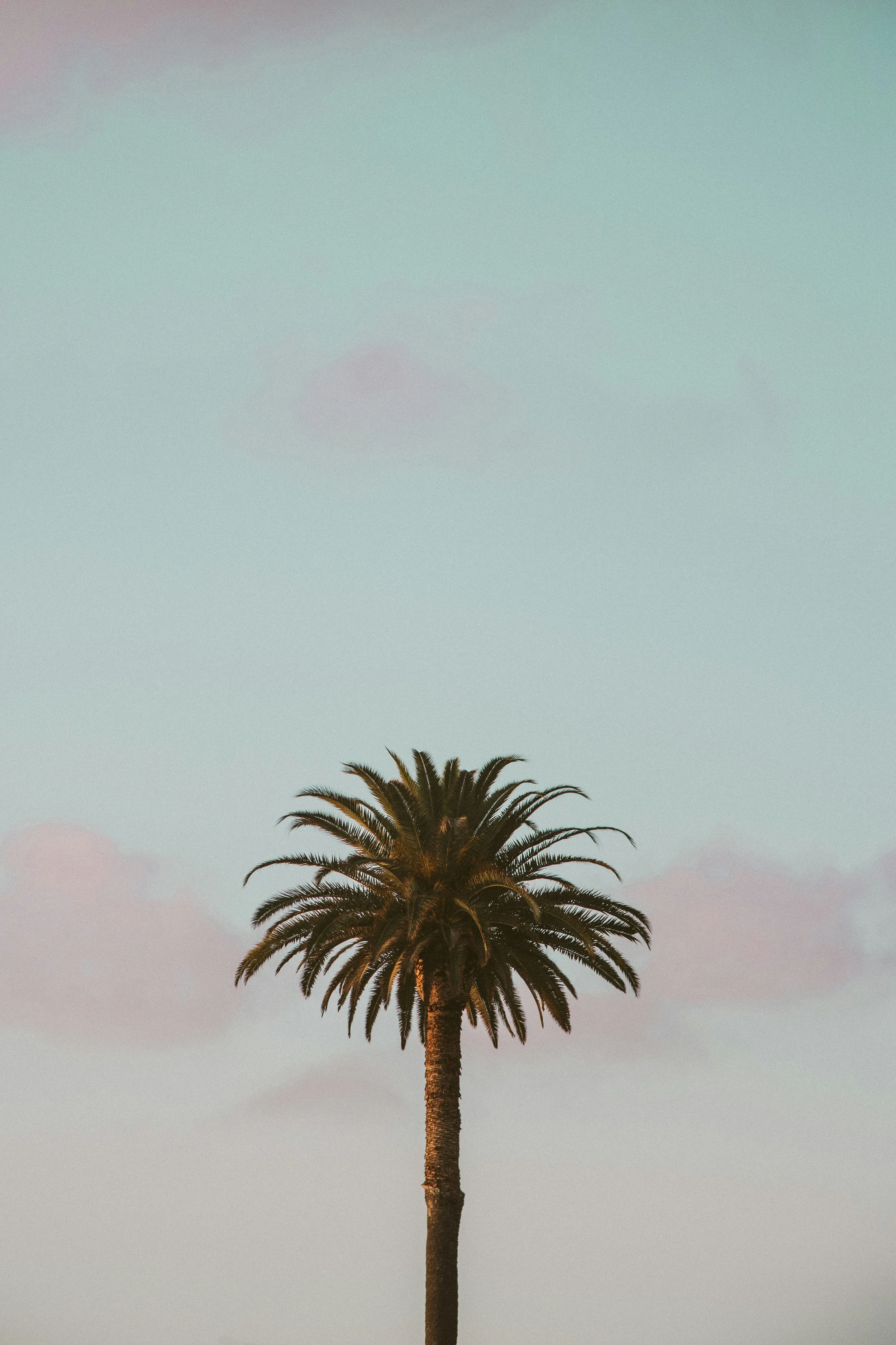 gustavo-zambelli-PuQO-7M0VpE-unsplash.jpg