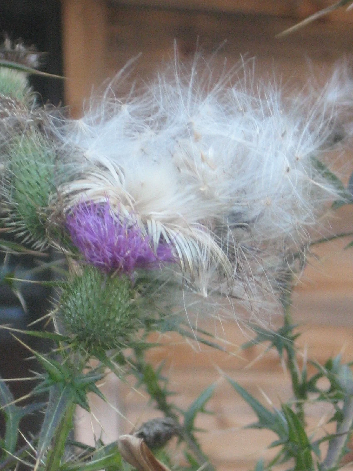Cheryl Mitchell Climbing Rocks Studio ascension series (4).JPG