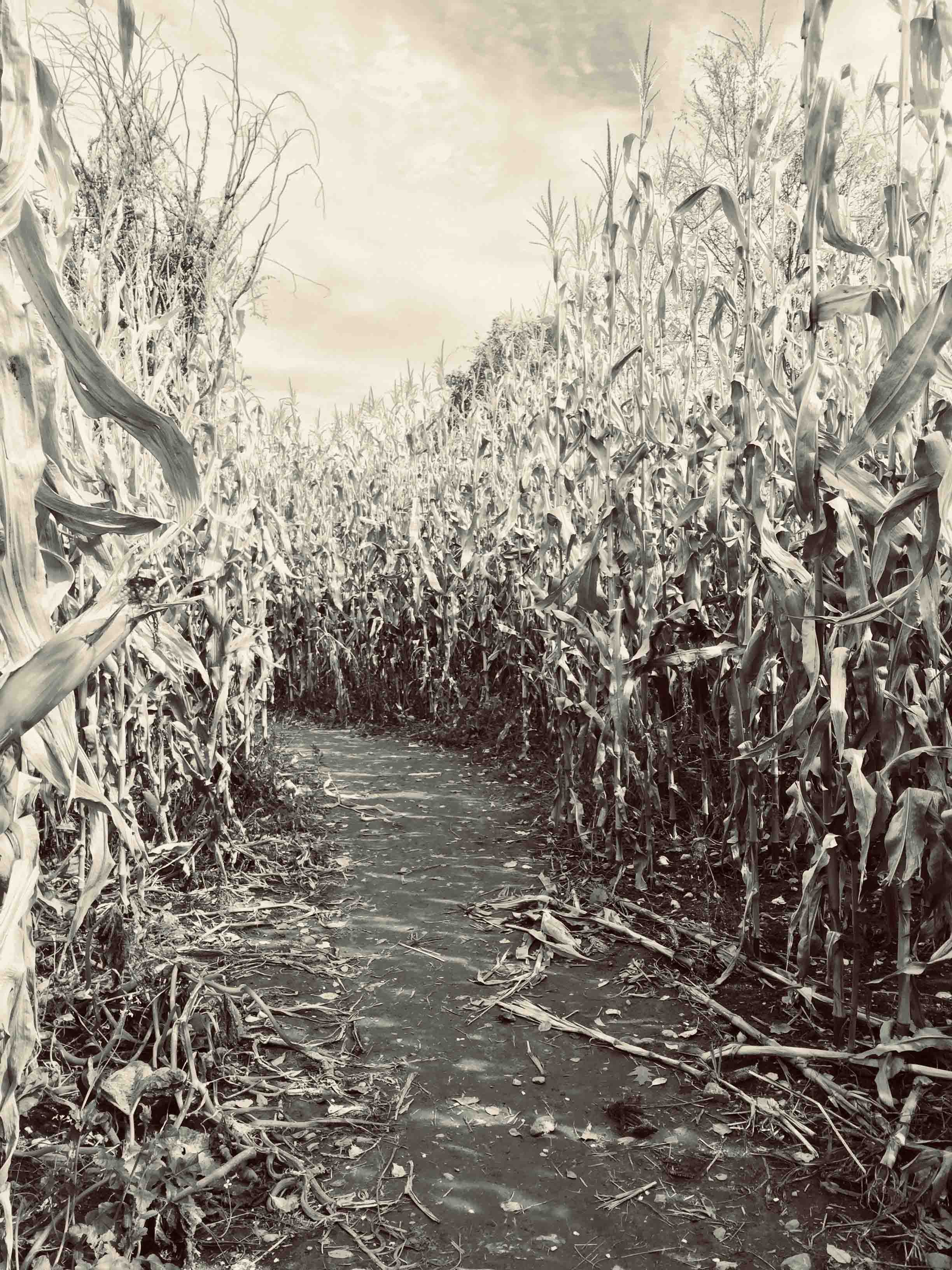 Cheryl Mitchell Agony Climbing Rocks Studio (28).JPG