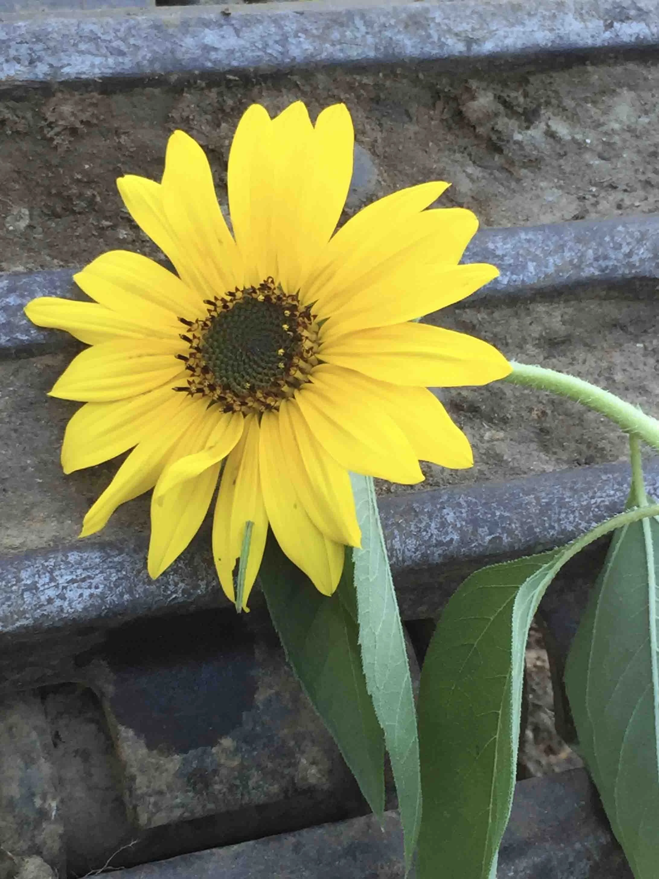 Cheryl Mitchell Acceptance Climbing Rocks Studio (10).JPG