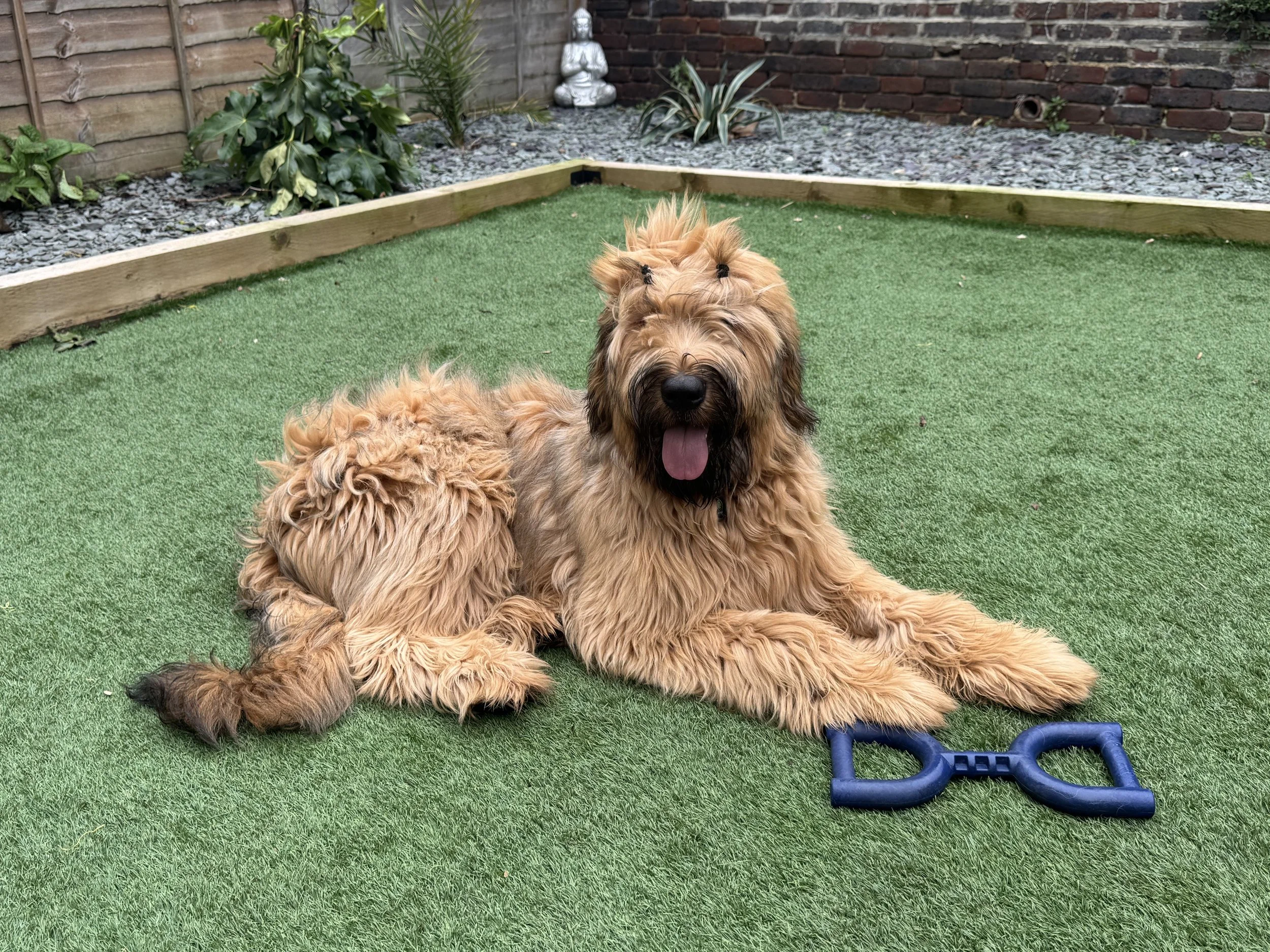 Canine Reactivity: Causes + Cures