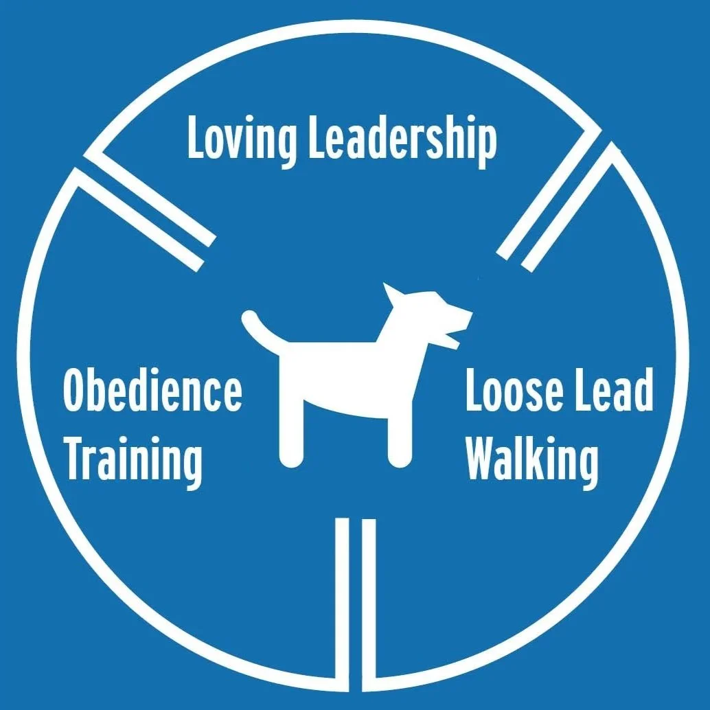 Teaching Loose lead walking Obedience training and loving leadership in South London
