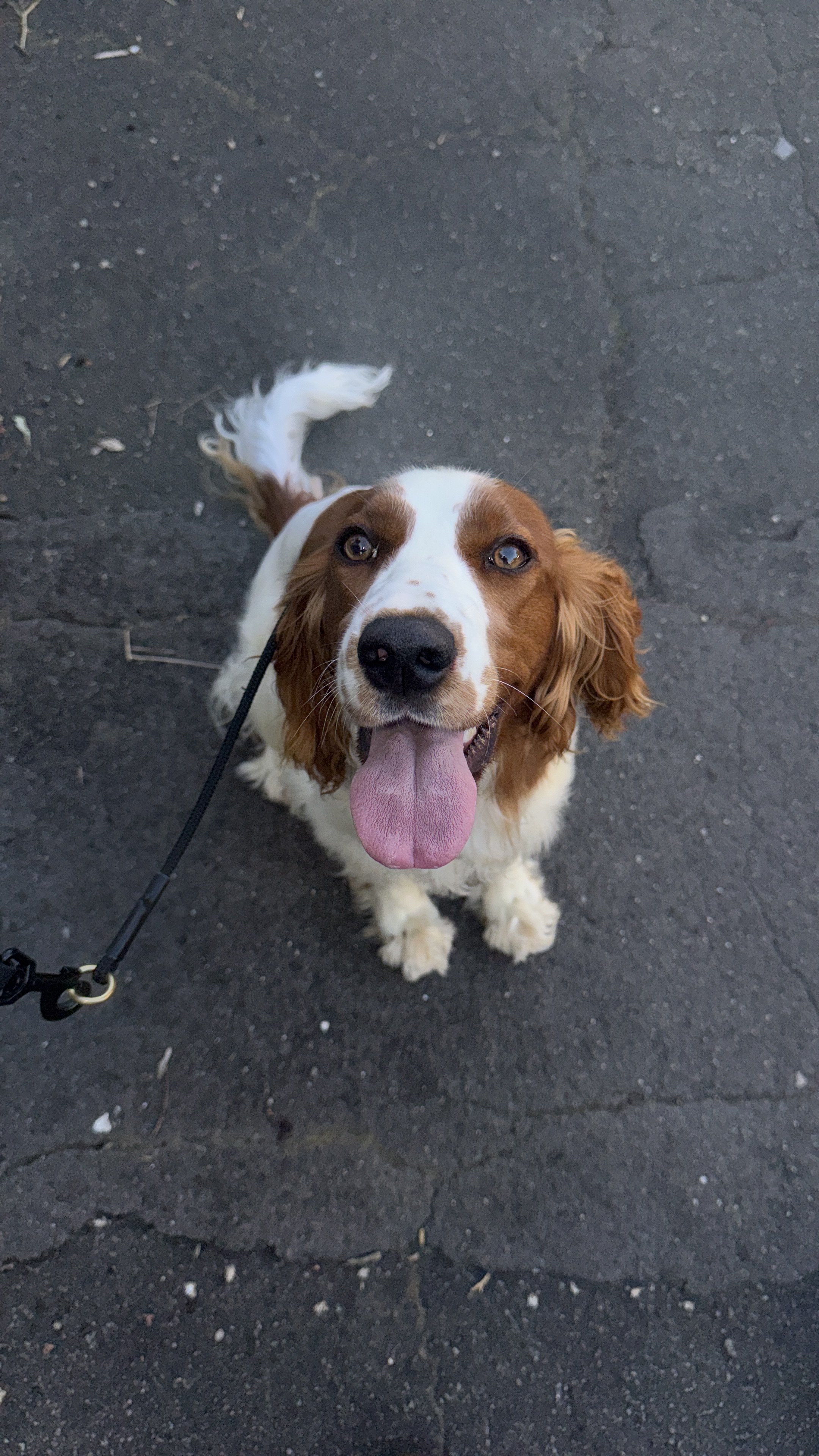 A happy dog with brown and white fur, sitting on a black paved surface, with its tongue out and looking up.