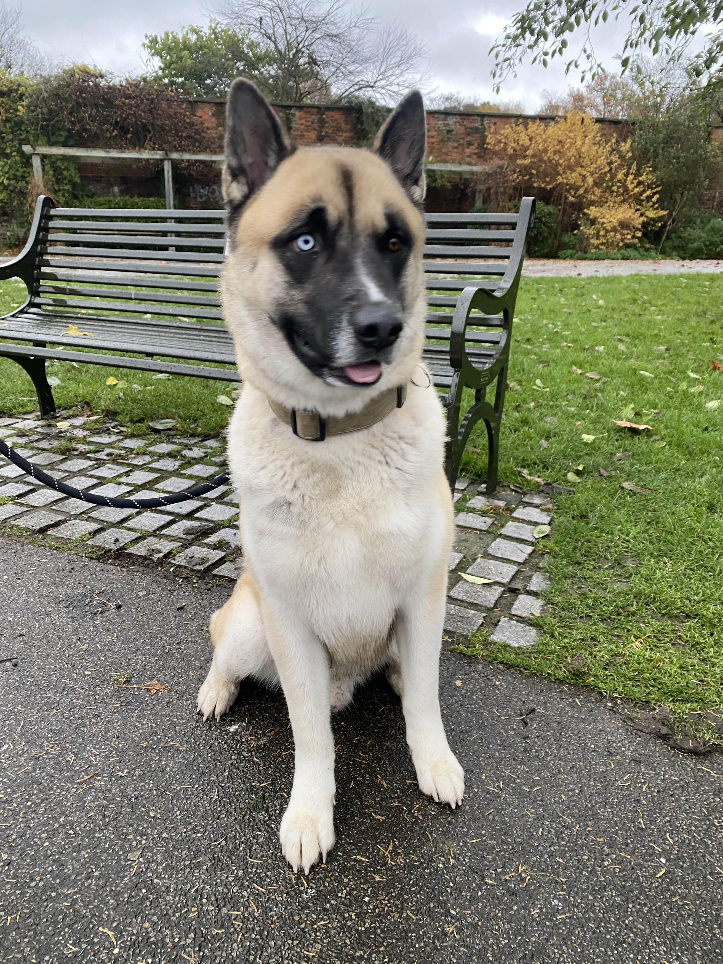 Dog training with Nick in Brockwell Park, South London