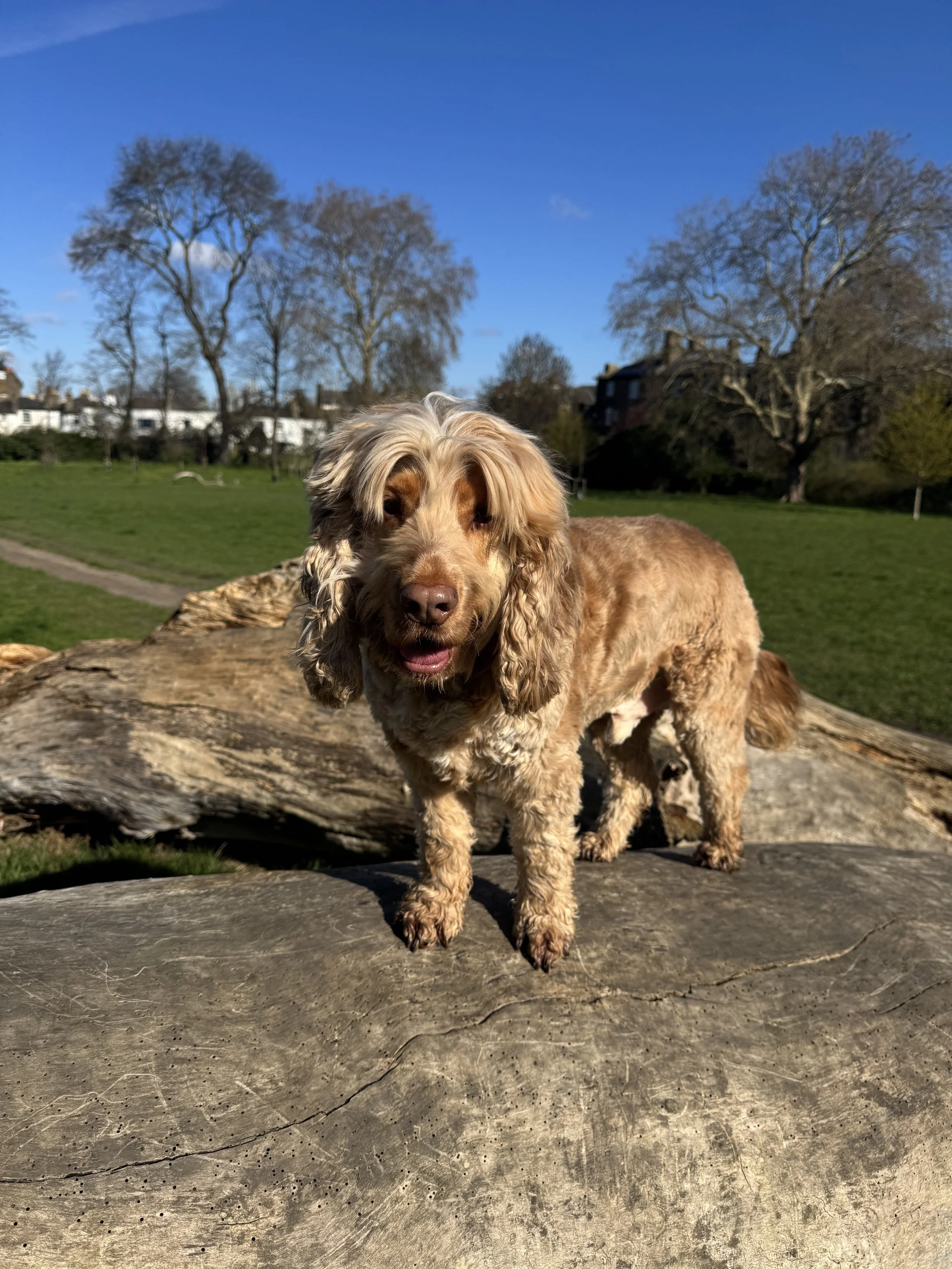 NIck Dog Training in Brockwell Park, Brixton, South London