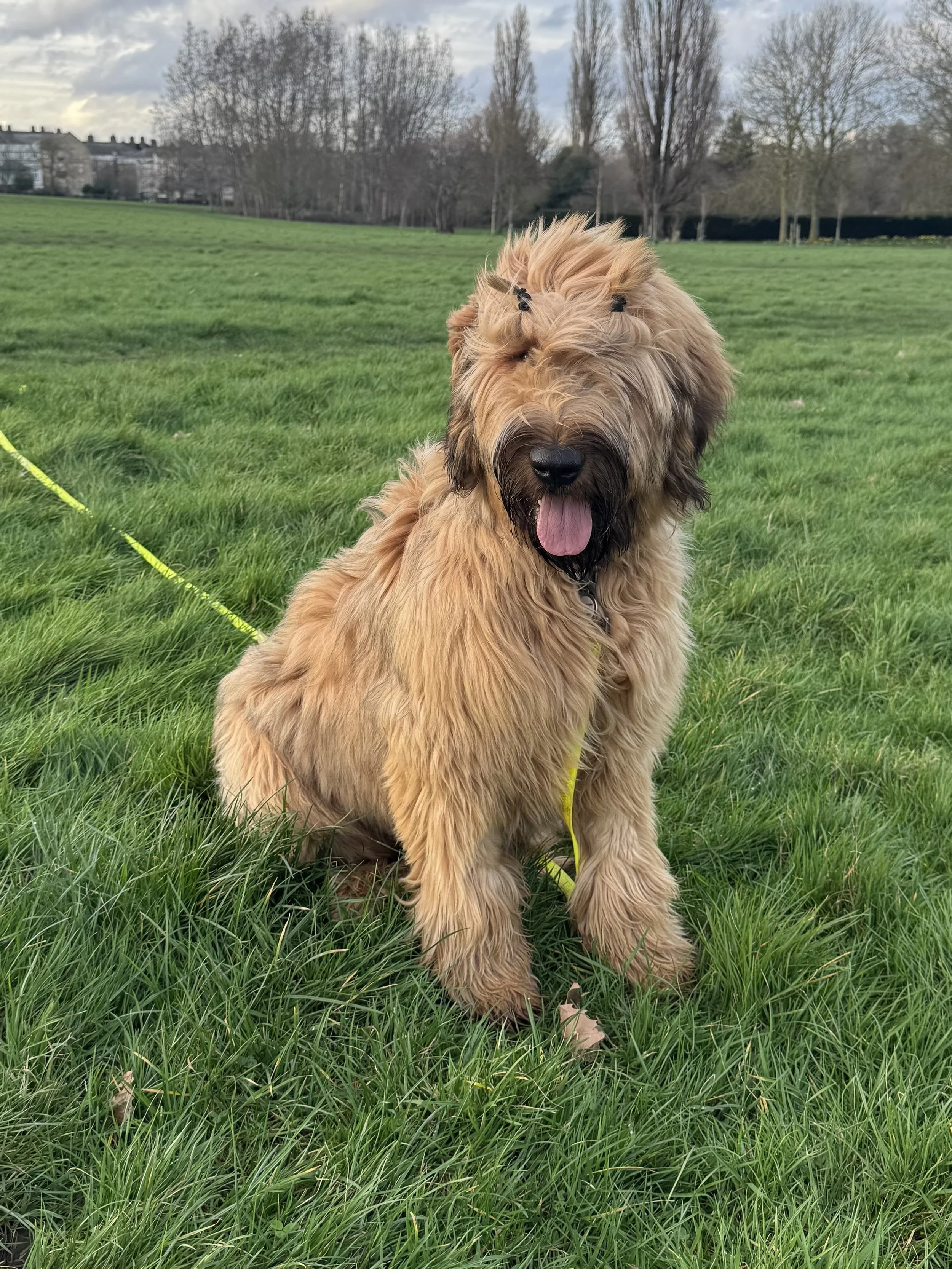 Nick Dog Training in Westminster, London