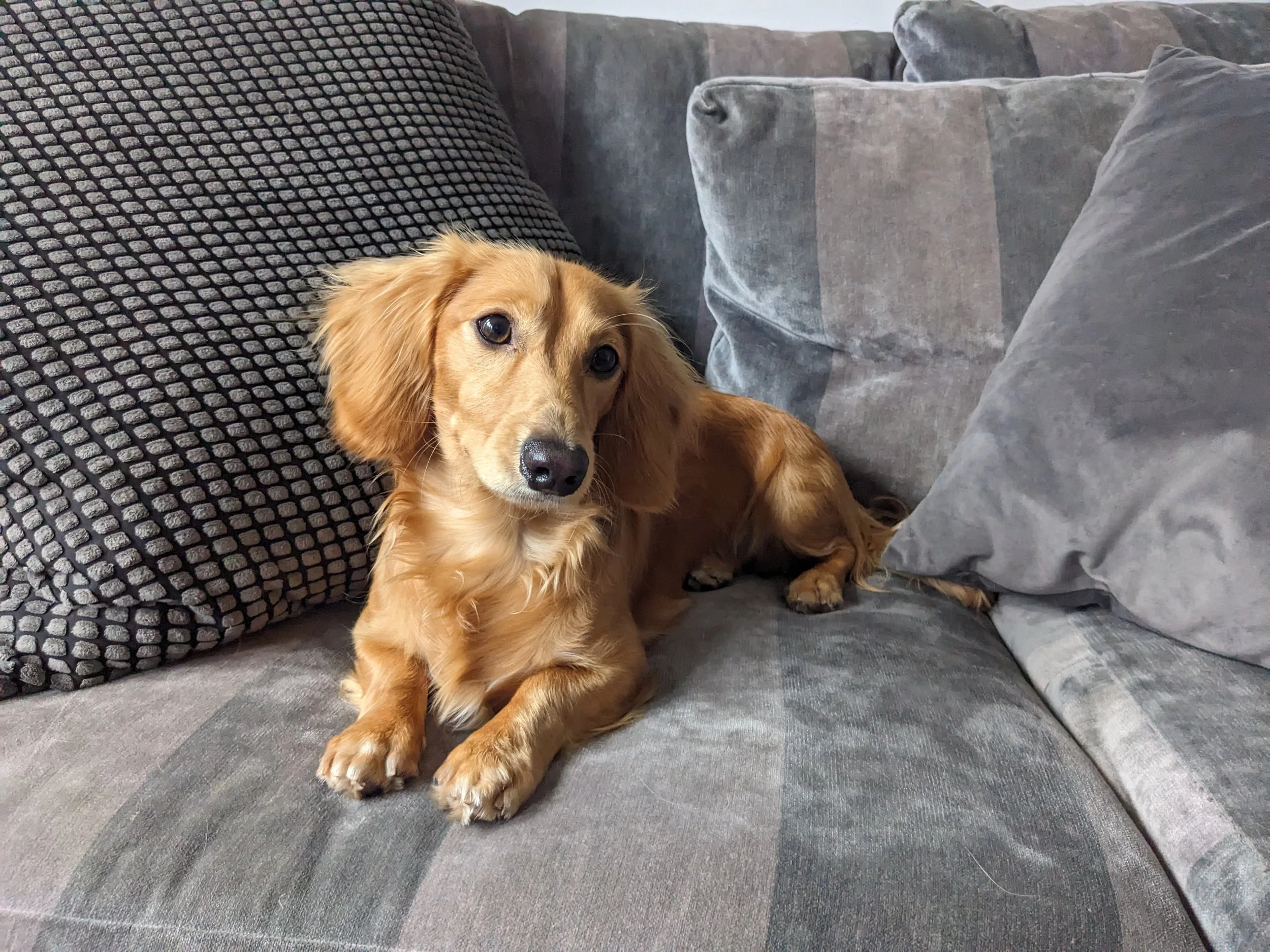 Daycare Services in Brixton at South London Dog Training