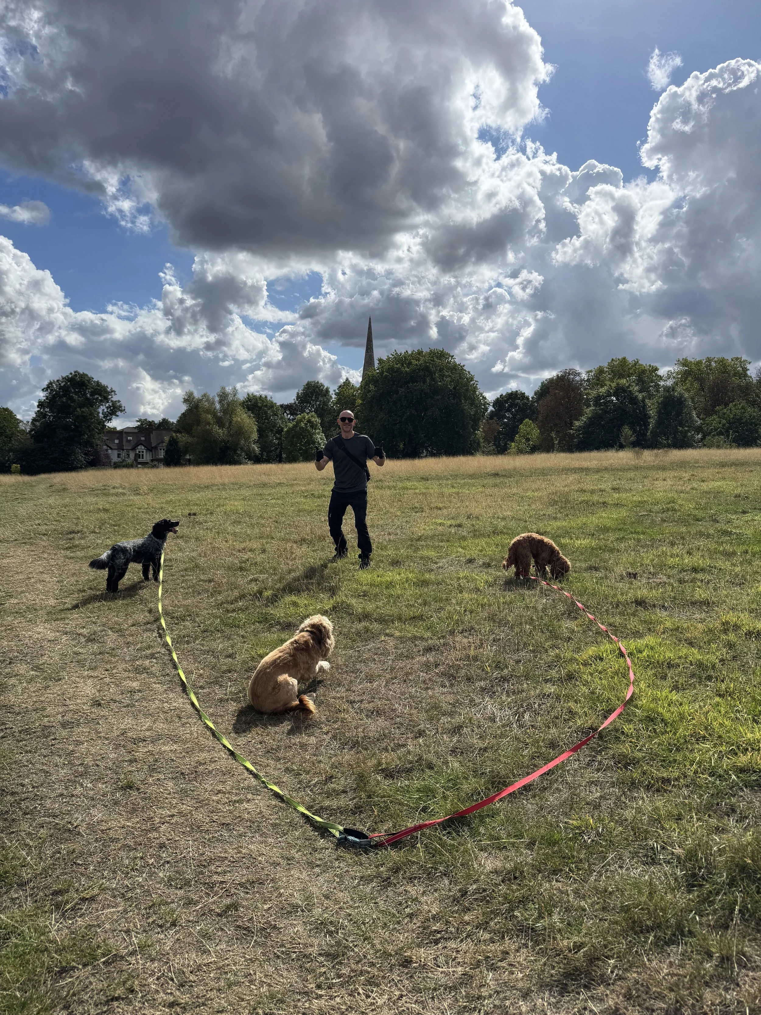 Nick Dog Training in Norwood at South London Dog Training
