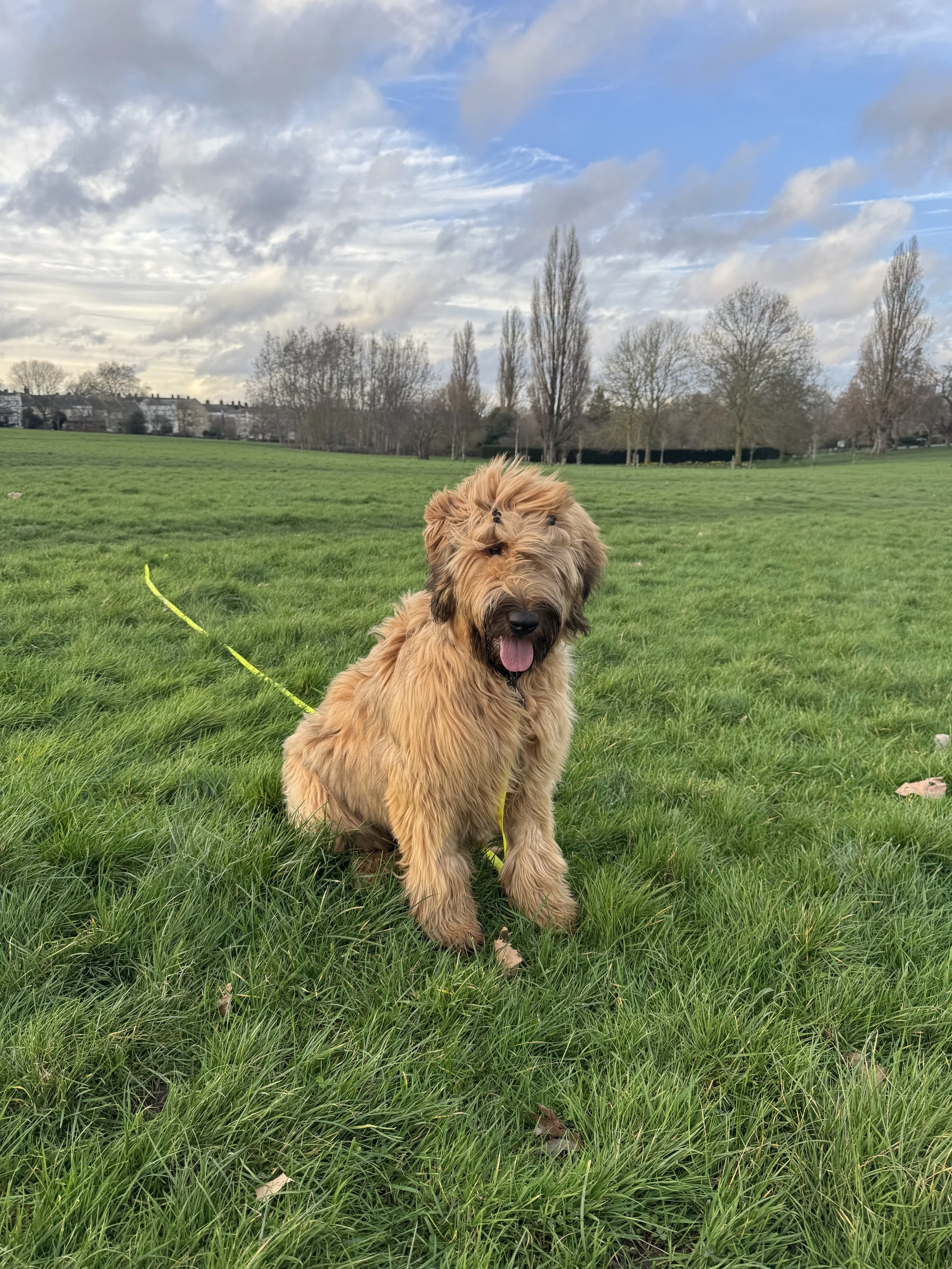 Nick Training a Dog in Battersea