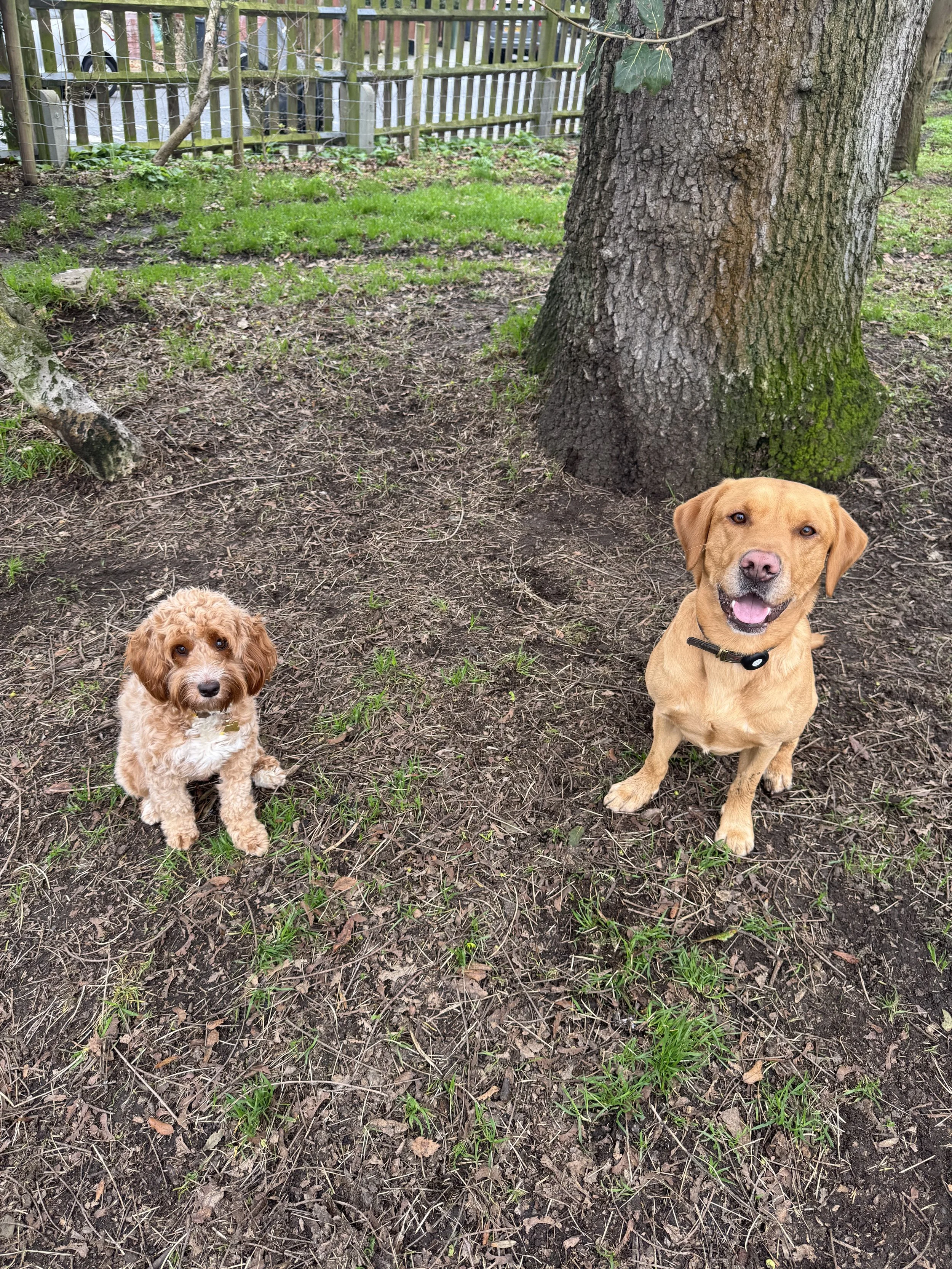 Dog Training and socialisation in Dulwich with Nick at South London Dog Training