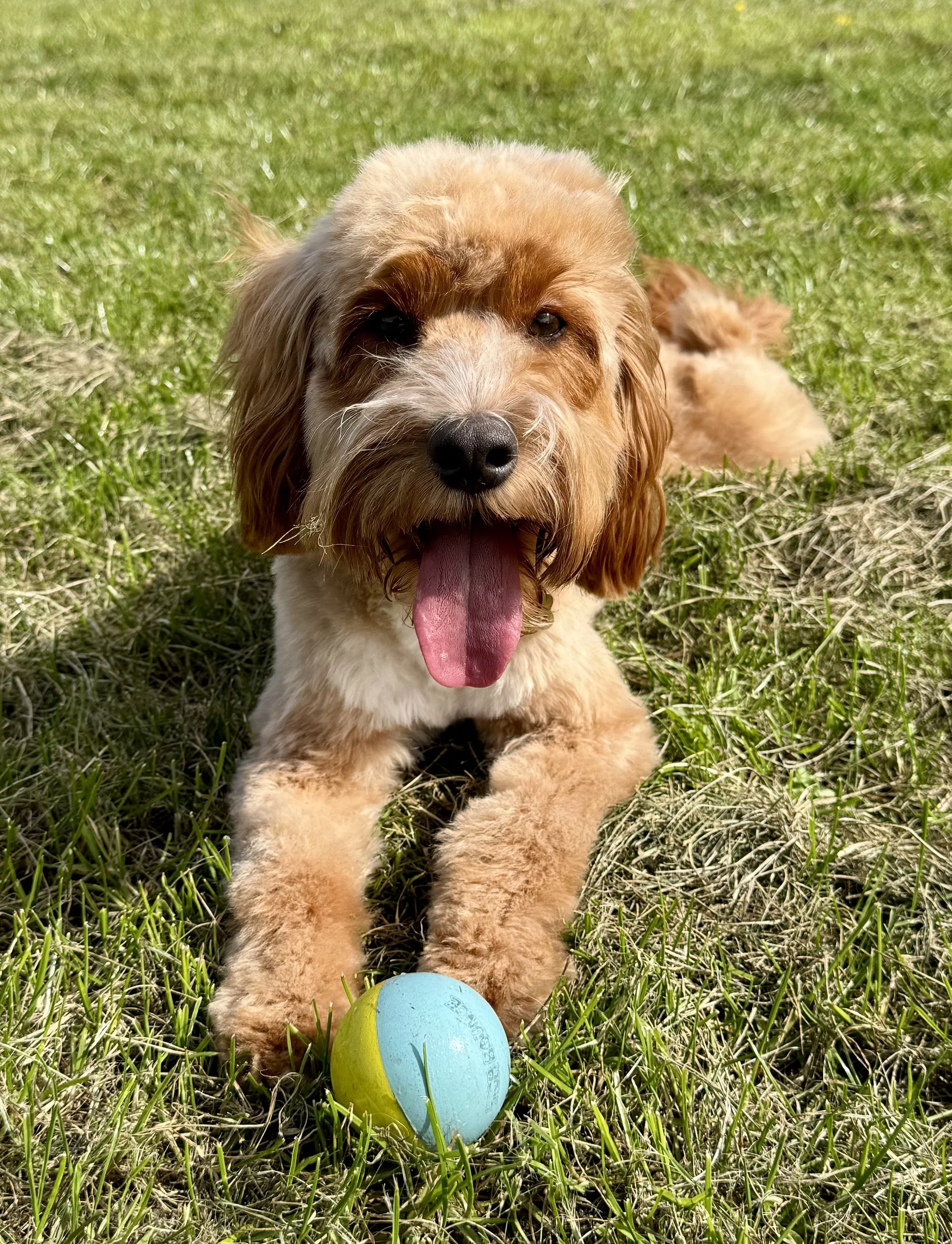 A tan and white dog lying on grass with its tongue out, near two colorful plastic eggs.