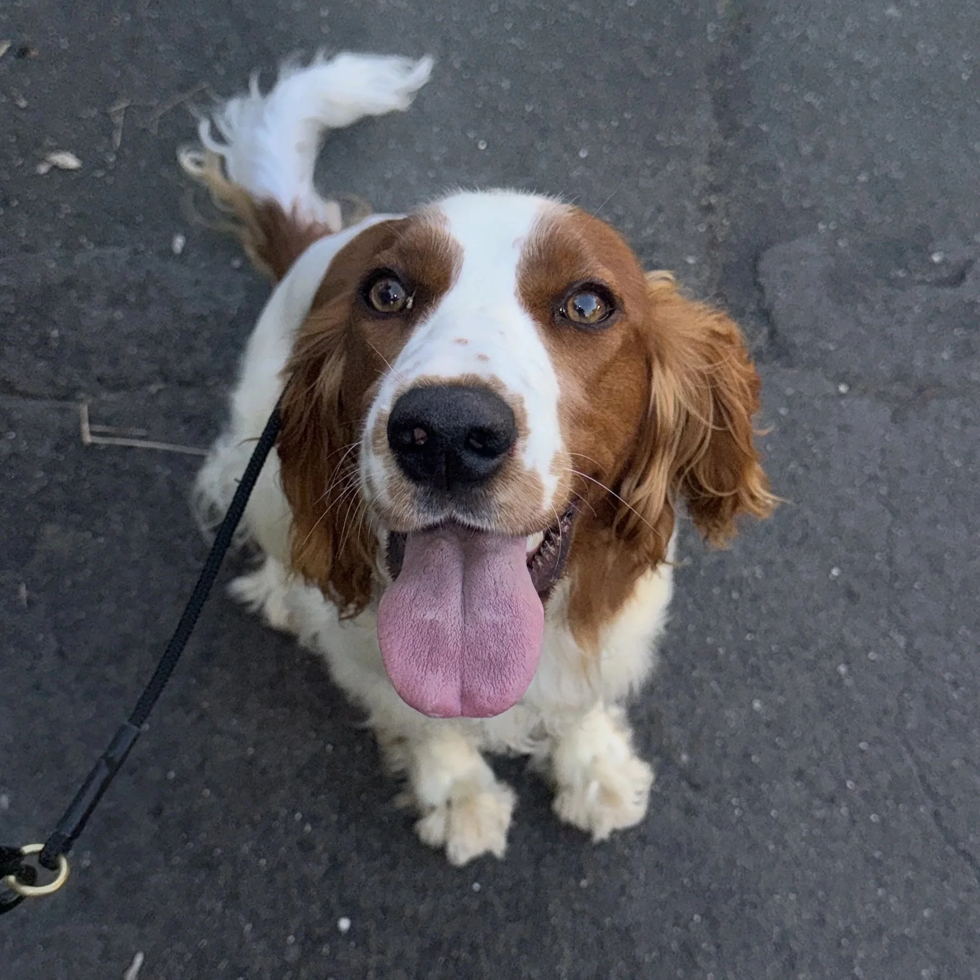 Walk and training in Brixton with South London Dog Training