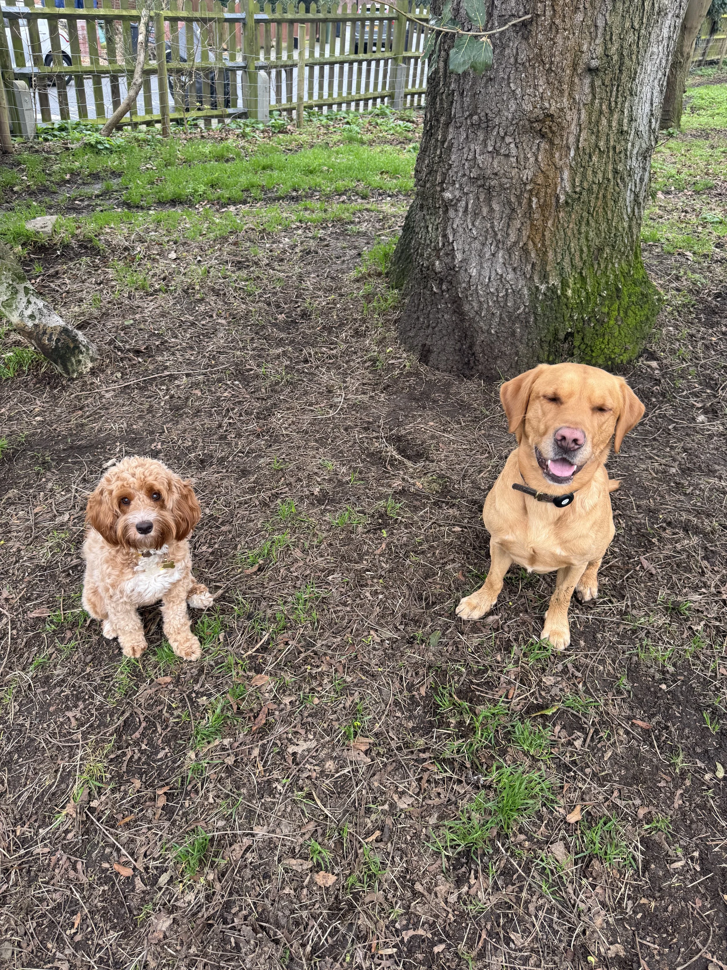 Nick with two Dogs in Brockwell park, Herne Hill, South London