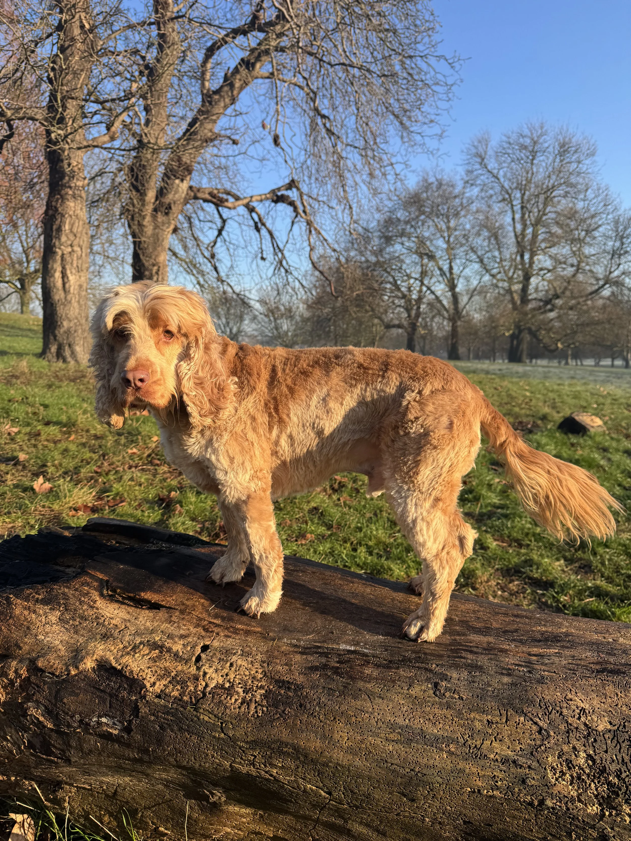 Dog Training in Wandswoth, Hoe Visits available South London Dog Training