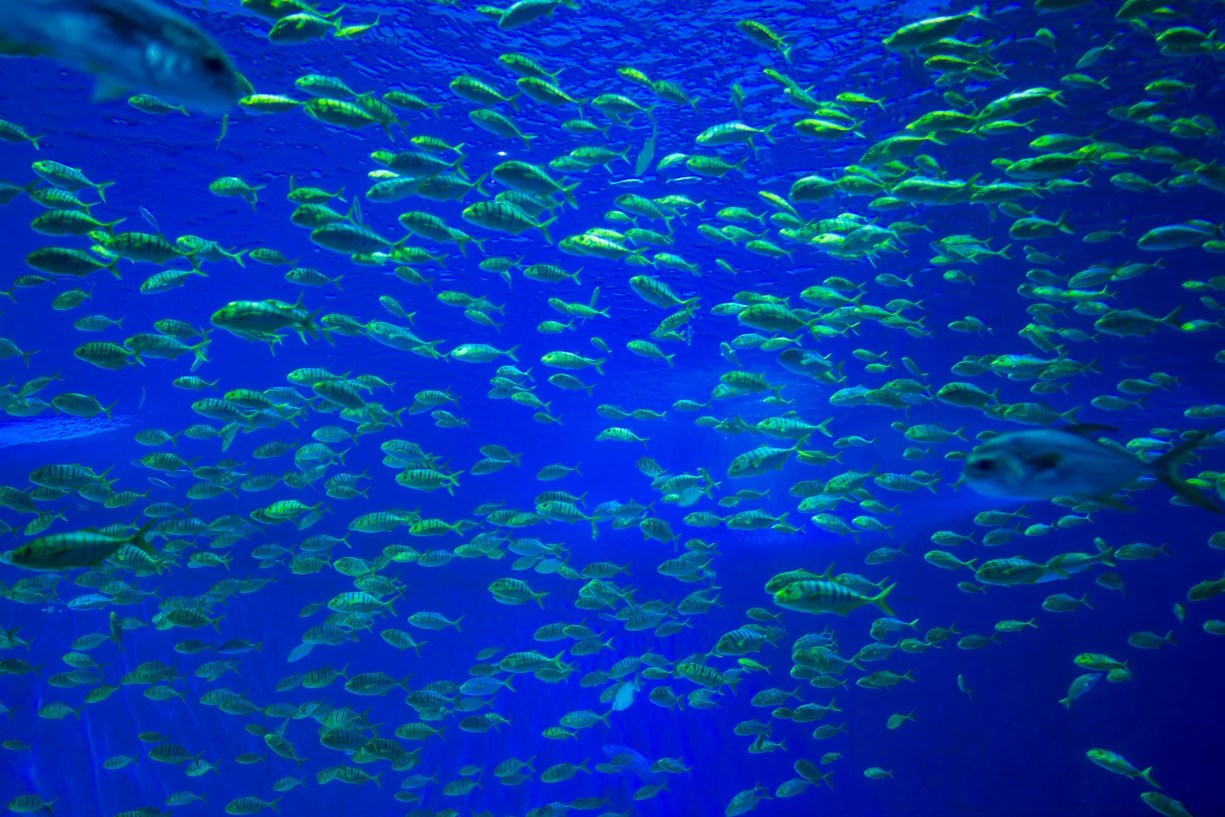 The Shoal #1 notes