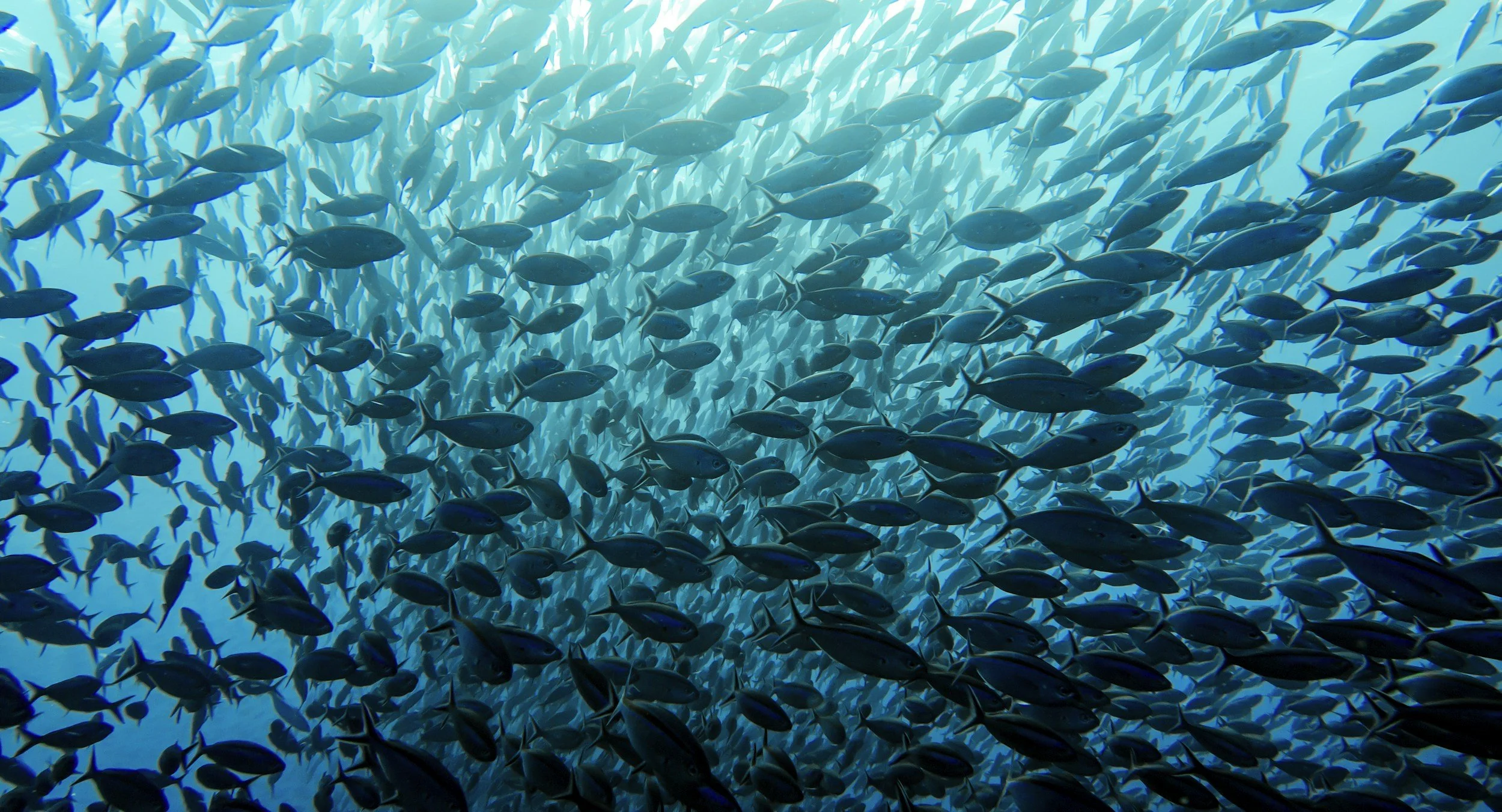 The Shoal AMA